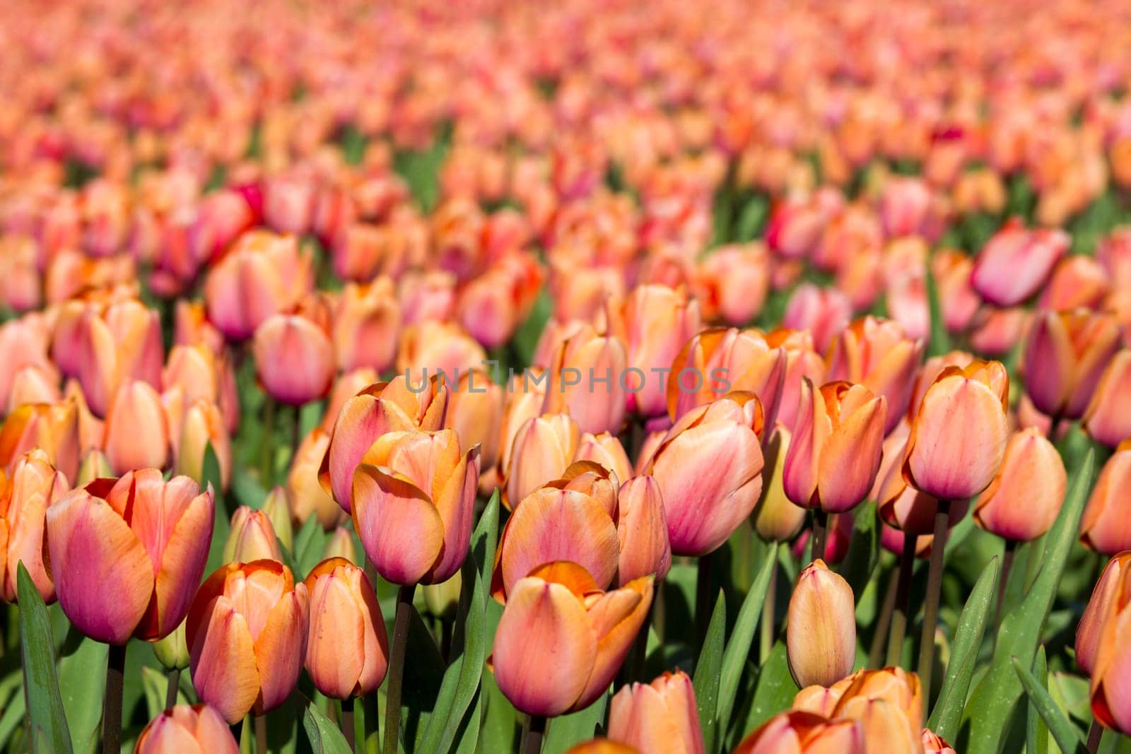 tulip field in the Netherlands - orange tulips