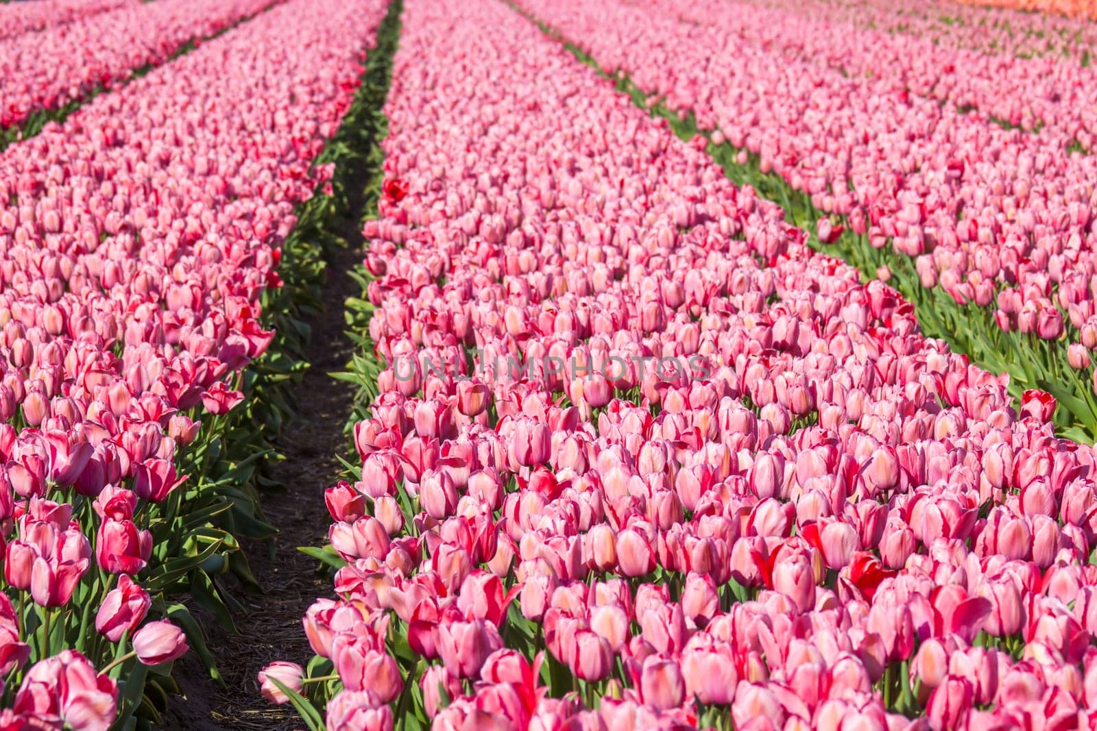 tulip field in the Netherlands - pink tulips