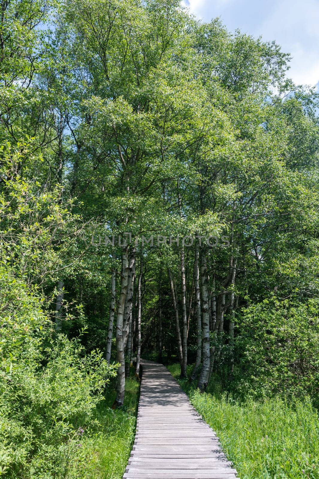 Black moor in the Rhoen, Bavaria, Germany, with a new moor wooden path