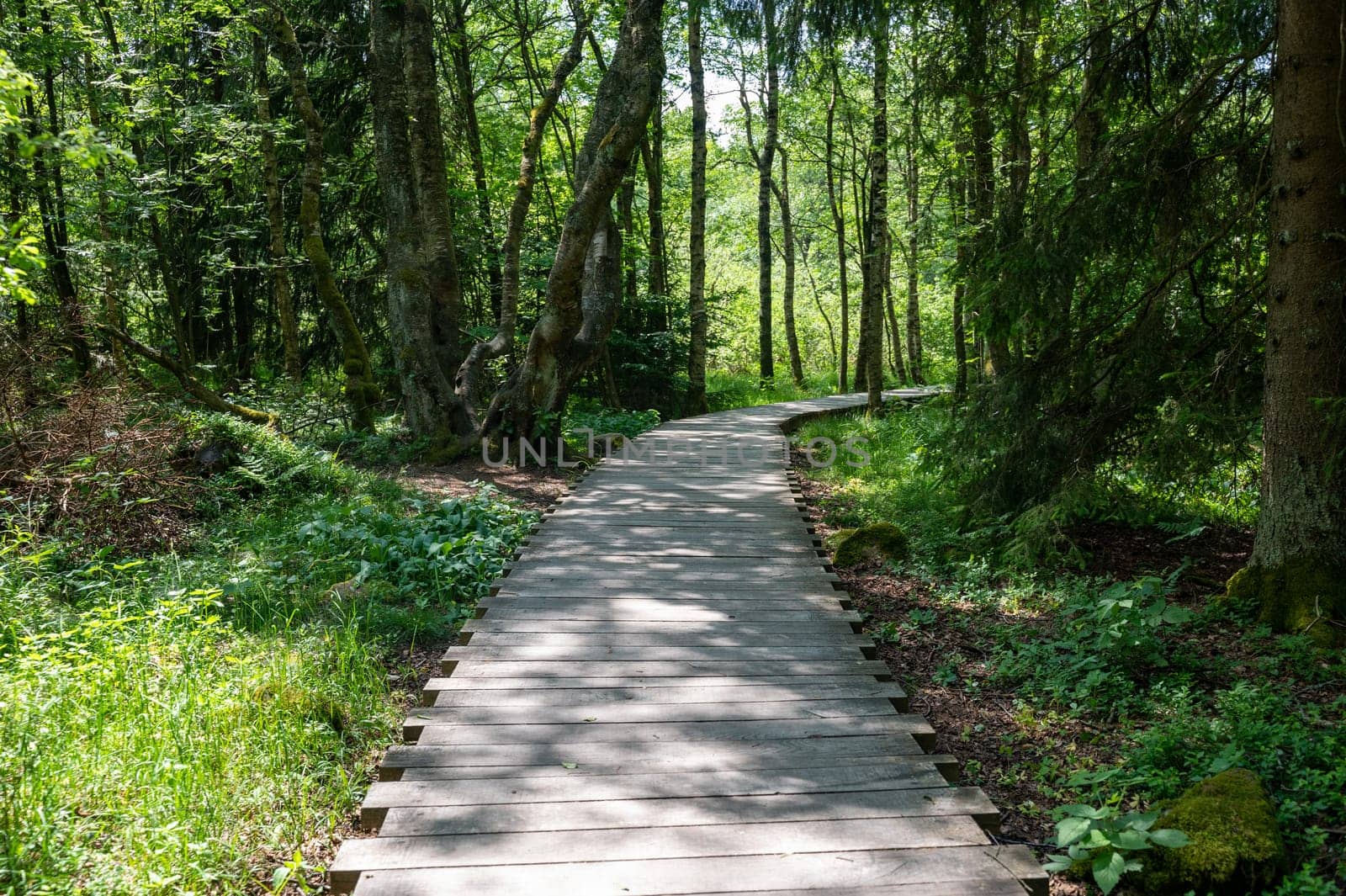 Black moor in the Rhoen, Bavaria, Germany, with a new moor path