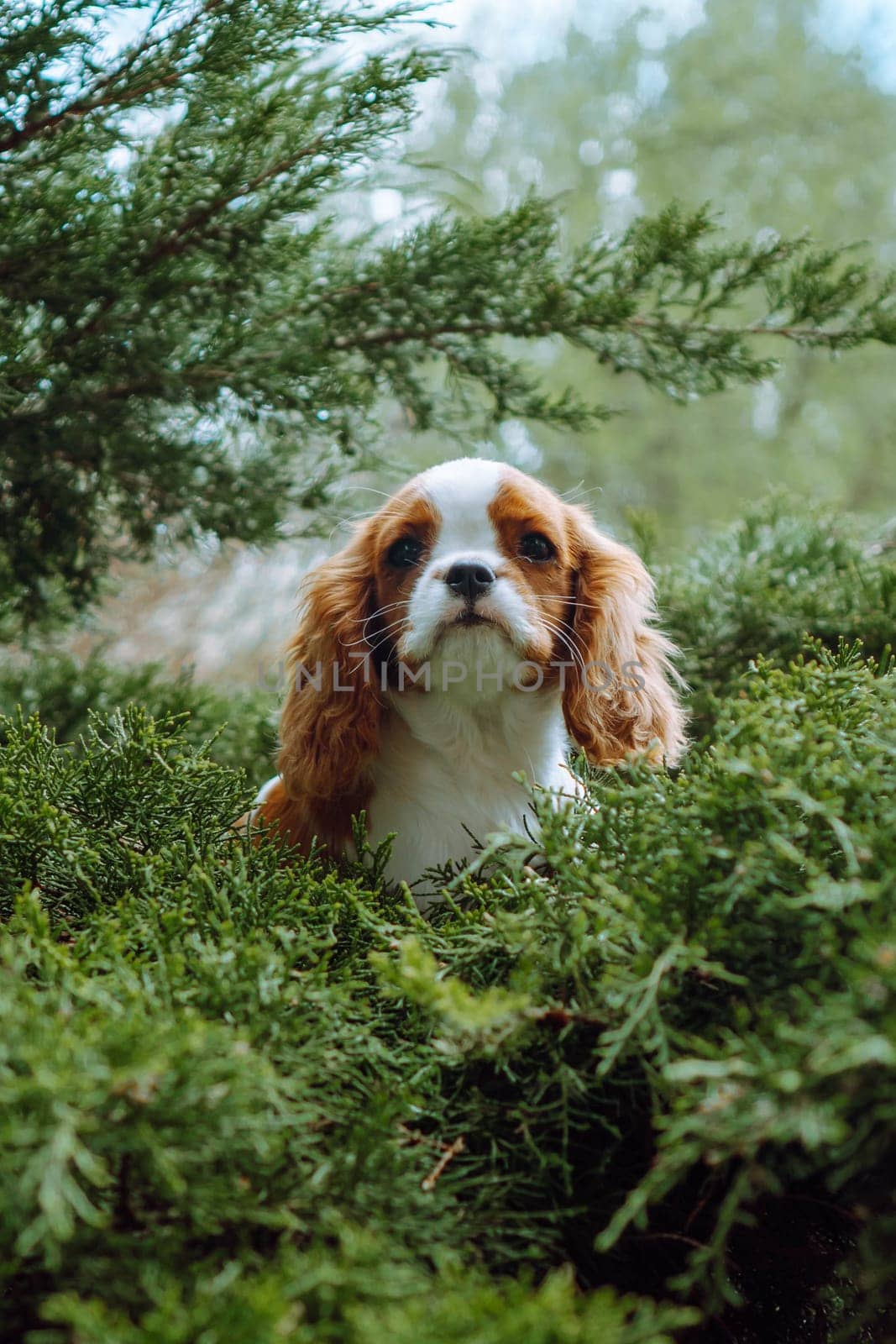 Portrait of loveable Cavalier King Charles Spaniel cub with black and sad eyes resting in coniferous tree. Reddish white haired puppy sitting outdoor on sunny summer day.