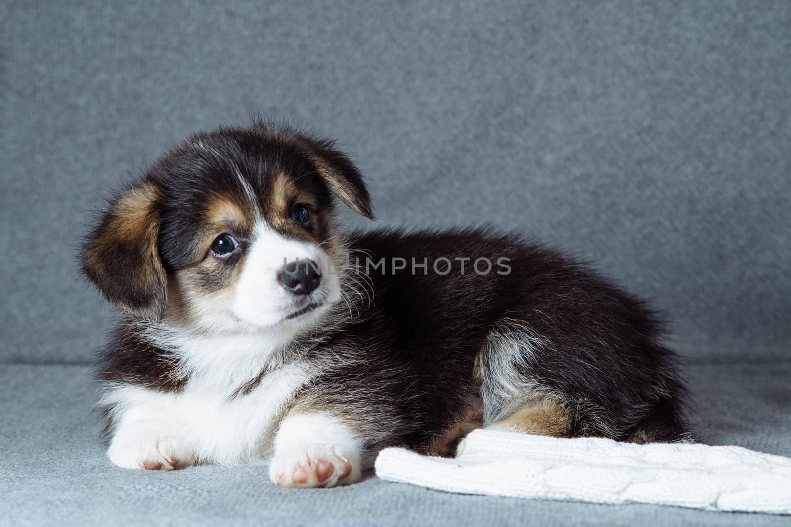 Portrait of adorable little brown black white puppy of dog welsh pembroke corgi lying relaxing near white cloth on grey background. Pet love, pet care, domestic animal, dog breeding, companionship.