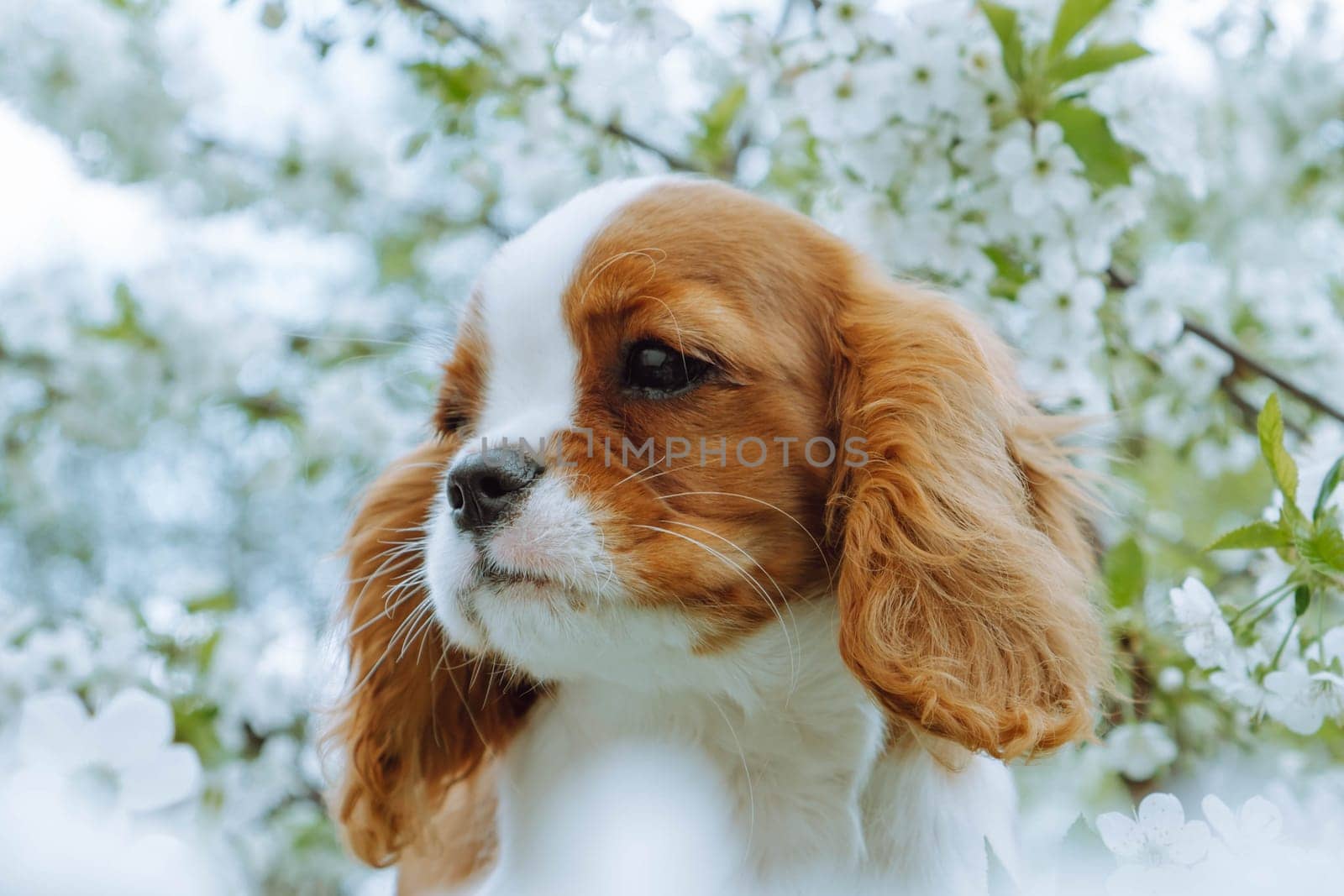 Portrait of funny Cavalier King Charles Spaniel cub standing near white cherry flowers. Red and white furred dog resting outside and enjoy summer nature.