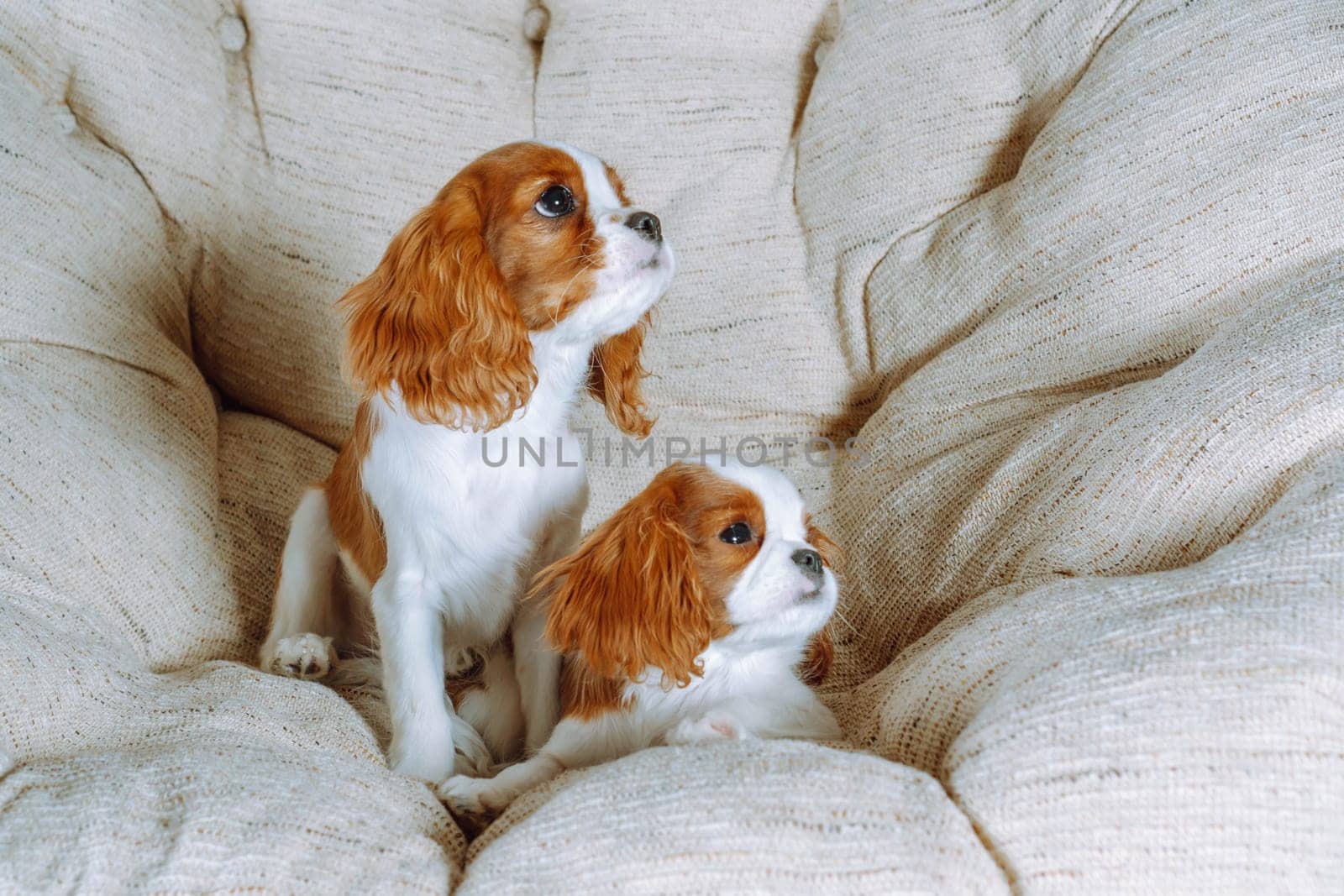 Two funny red and white furred little spaniel twins resting together on light armchair in room indoor. Handsome kids watching something interesting while resting on big, soft and comfortable chair.