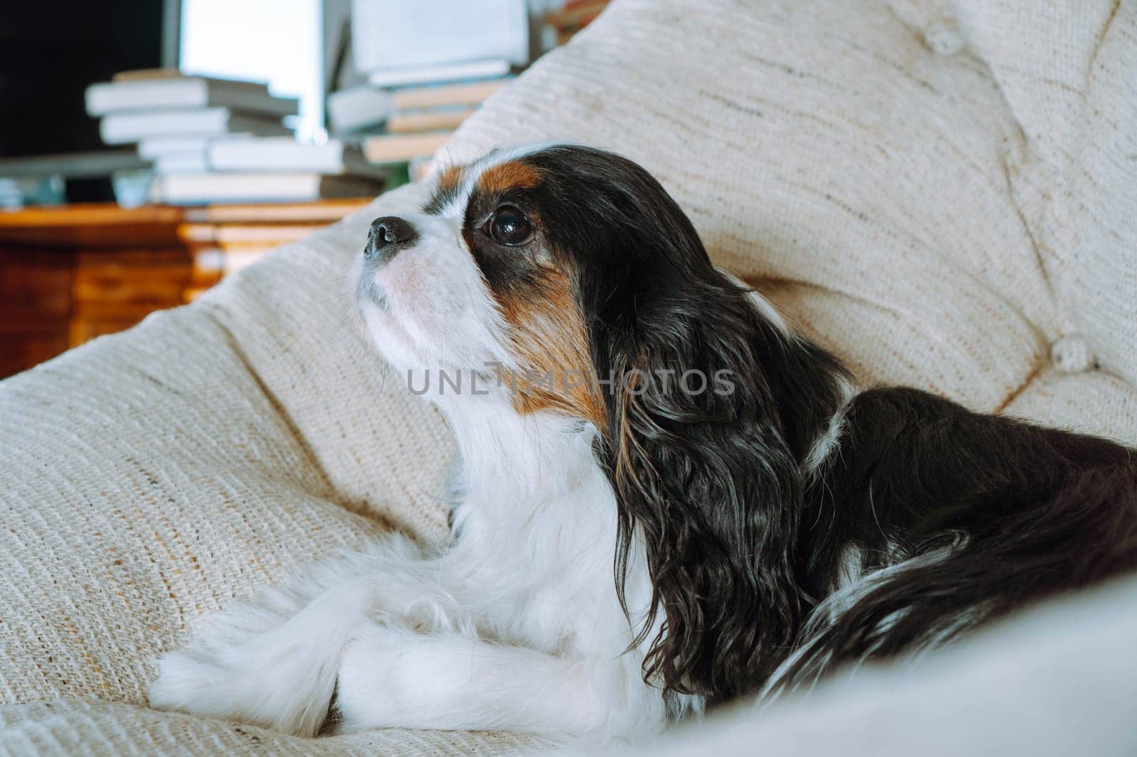 Portrait of gorgeous black and white haired Cavalier King Charles Spaniel lying on soft beige armchair in room at home. Adorable dog with dark ears and big eyes quietly resting in cozy house.