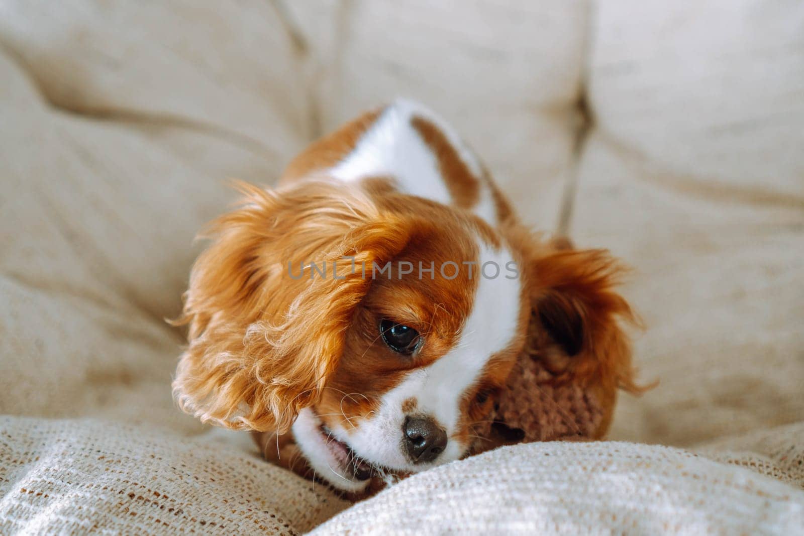 Portrait of playful Cavalier King Charles Spaniel puppy who chewing plush toy on armchair in house. Funny and shaggy child with red and white fur playing on soft couch.