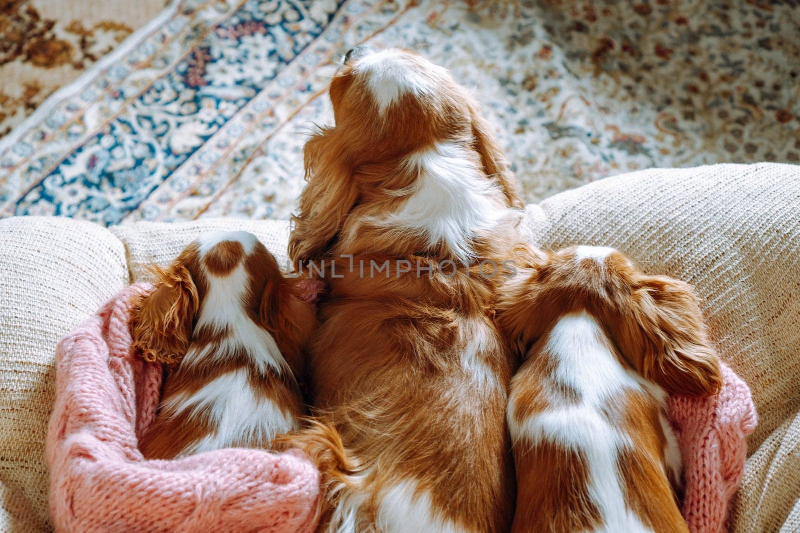 Big dog Cavalier King Charles Spaniel and two little ones resting on pink knitted blanket. Mother watch over small cubs indoor. Canines with red and white fur lying on beige sofa, view from above.