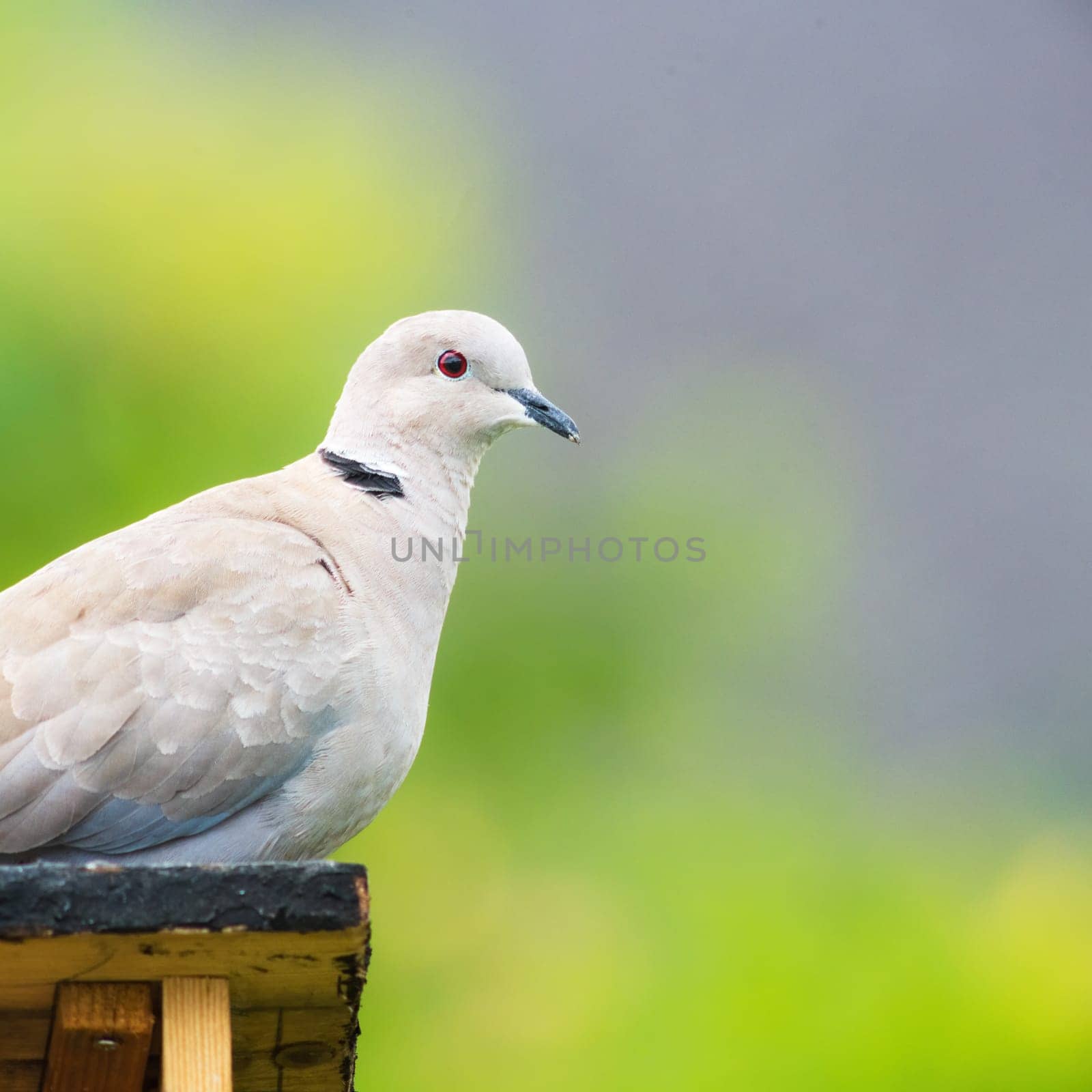Dove perching on a bird feeder