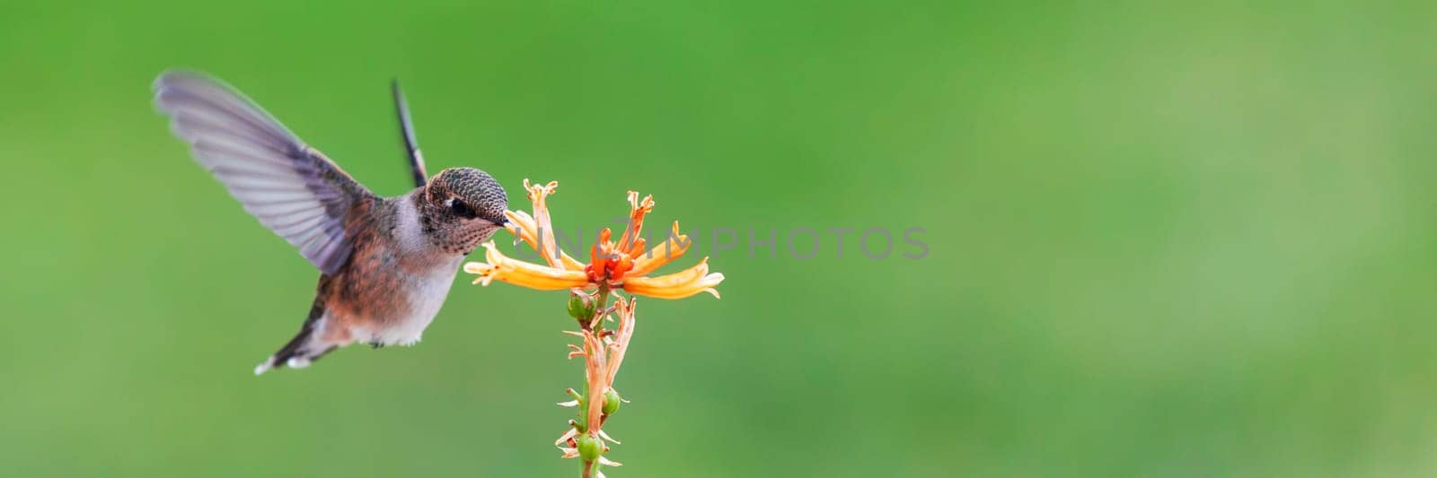 Hummingbird eating nectar from yellow red hot poker flowers. Close-up on bird with green garden background