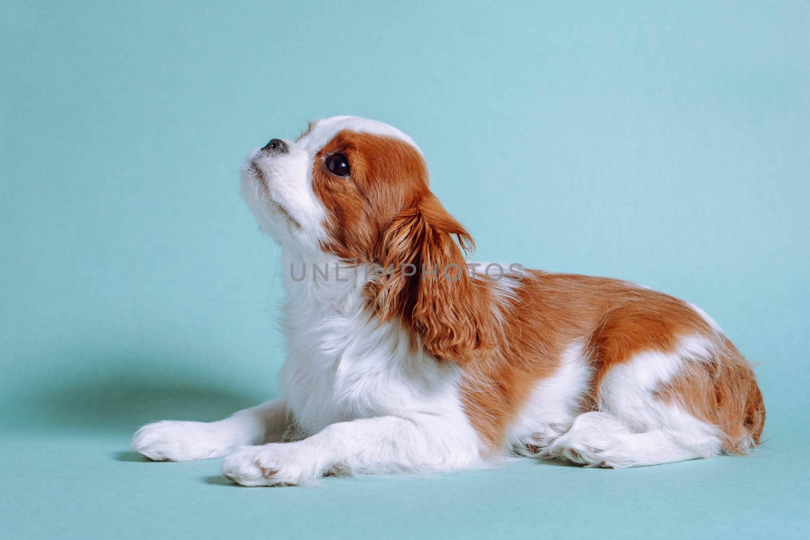 Little Cavalier King Charles Spaniel puppy relaxing on floor in house. Doggy child looking up, watching something attractive with big and dark eyes. Blue background and lovely baby dog.