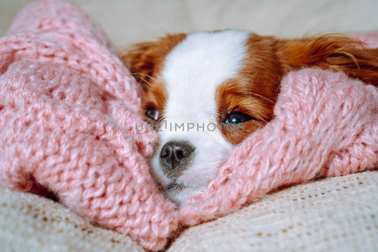 Little spaniel who sleeped on pink crocheted bedspread woke up. Adorable baby Cavalier King Charles Spaniel opened drowsy eyes and looked ahead. Red and white puppy lying in bed at home.