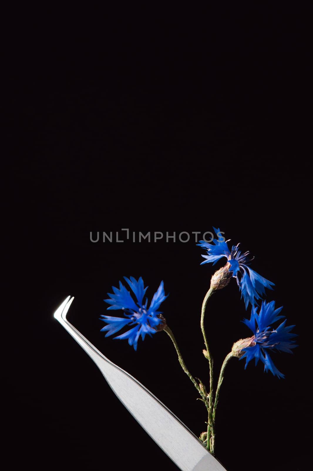 Professional tweezers with sharp tip, using for separating and applying lashes in process of eyelash extension procedure, and blue cornflowers isolated against black background. Vertical.