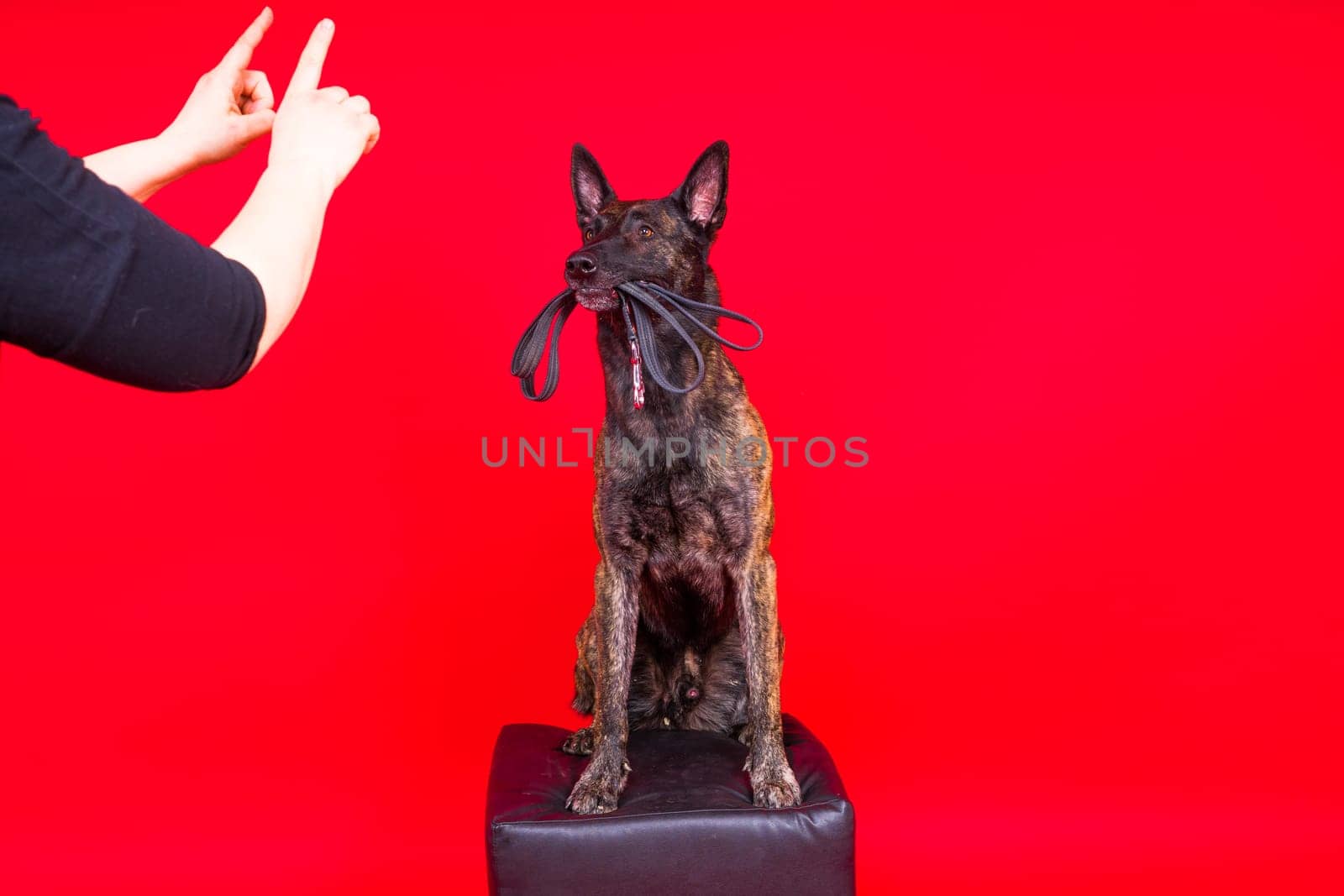 Dutch shepherd dog and leash in teeth, studio shot