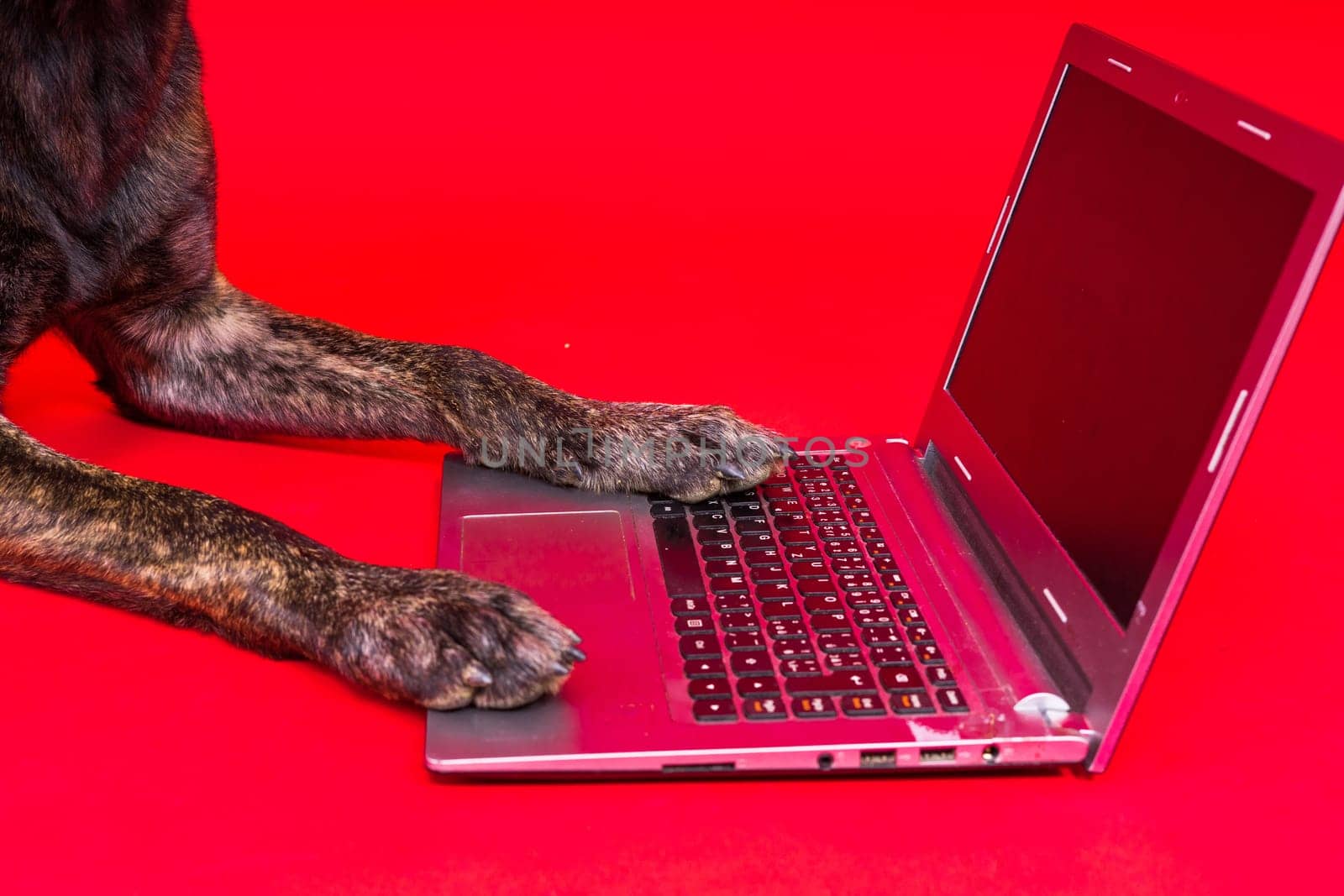 A bossy looking dog Dutch shepherd at computer. Concept of a strict manager, office related humor