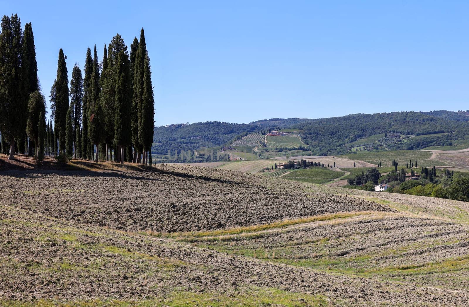Iconic group of cypress trees in a field, near San Quirico,  Tuscany, Italy