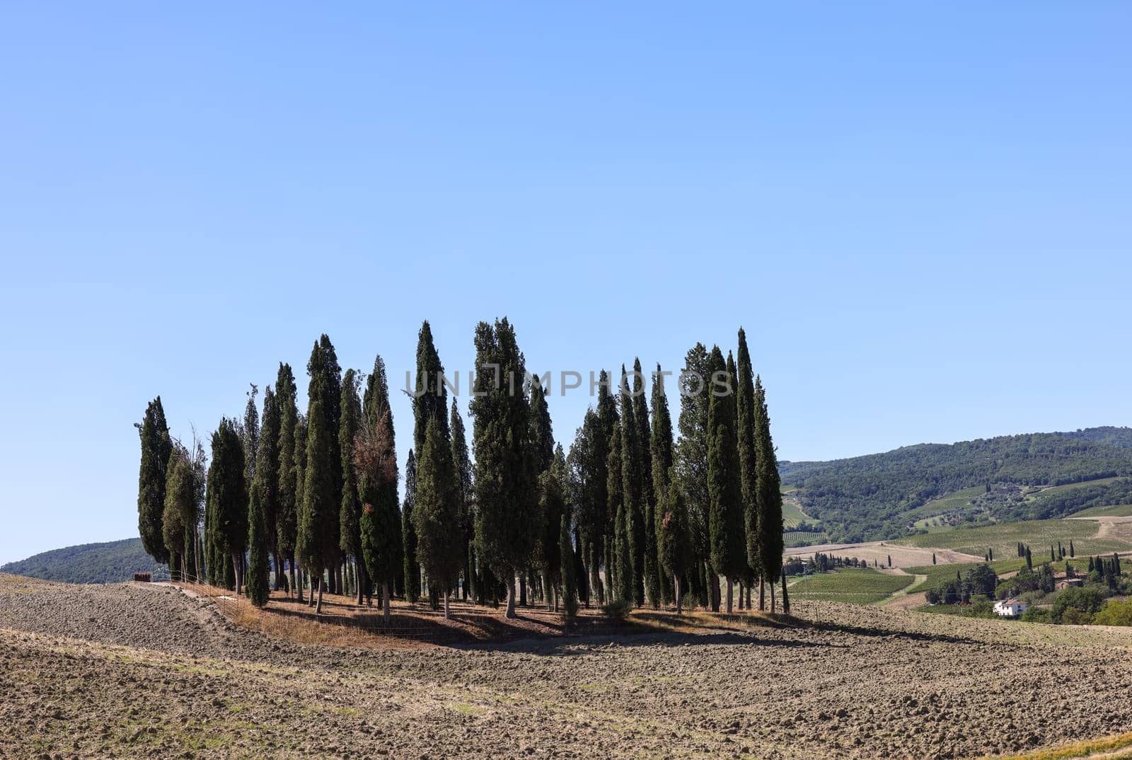 Iconic group of cypress trees in a field, near San Quirico,  Tuscany, Italy