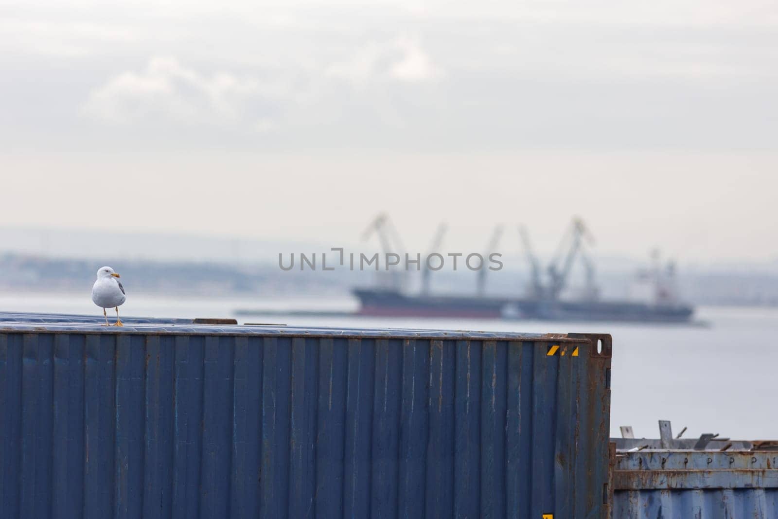 Seagull sitting on a cargo container in the port. Mid shot