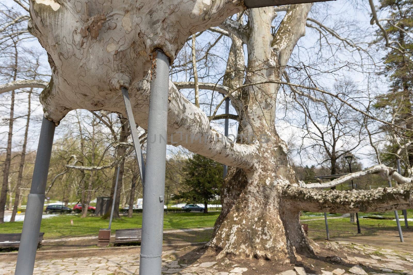 180 years old Platanus supported on props. Mid shot
