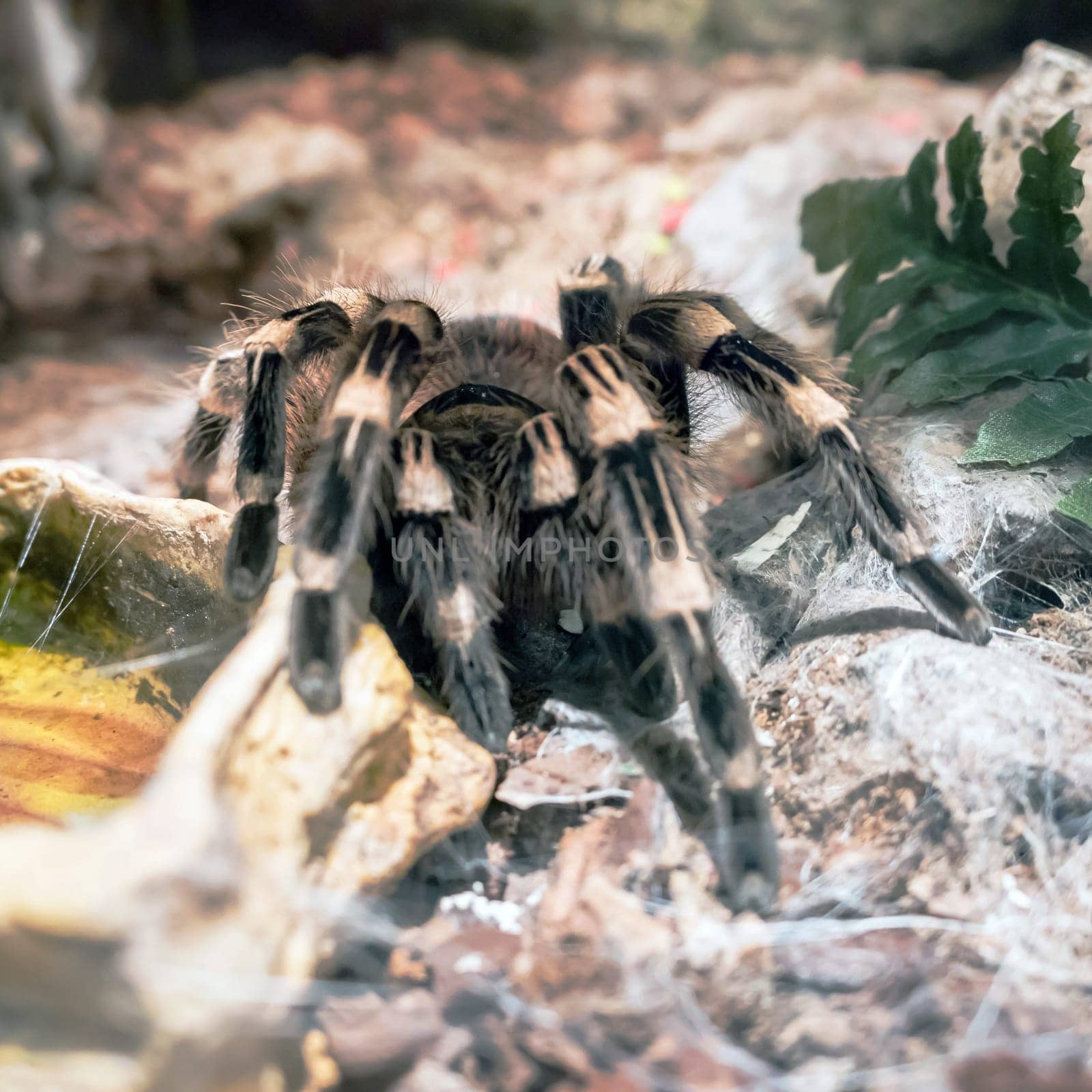 Burgundy Goliath Bird Eater (Theraphosa stirmi) Theraphosa Tarantula are World Biggest Spider species.