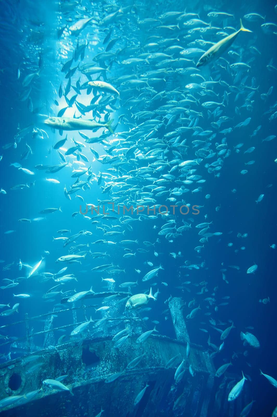 School of fish swimming in the water, animals of the ocean, sardinella fishes, ecosystem and environment