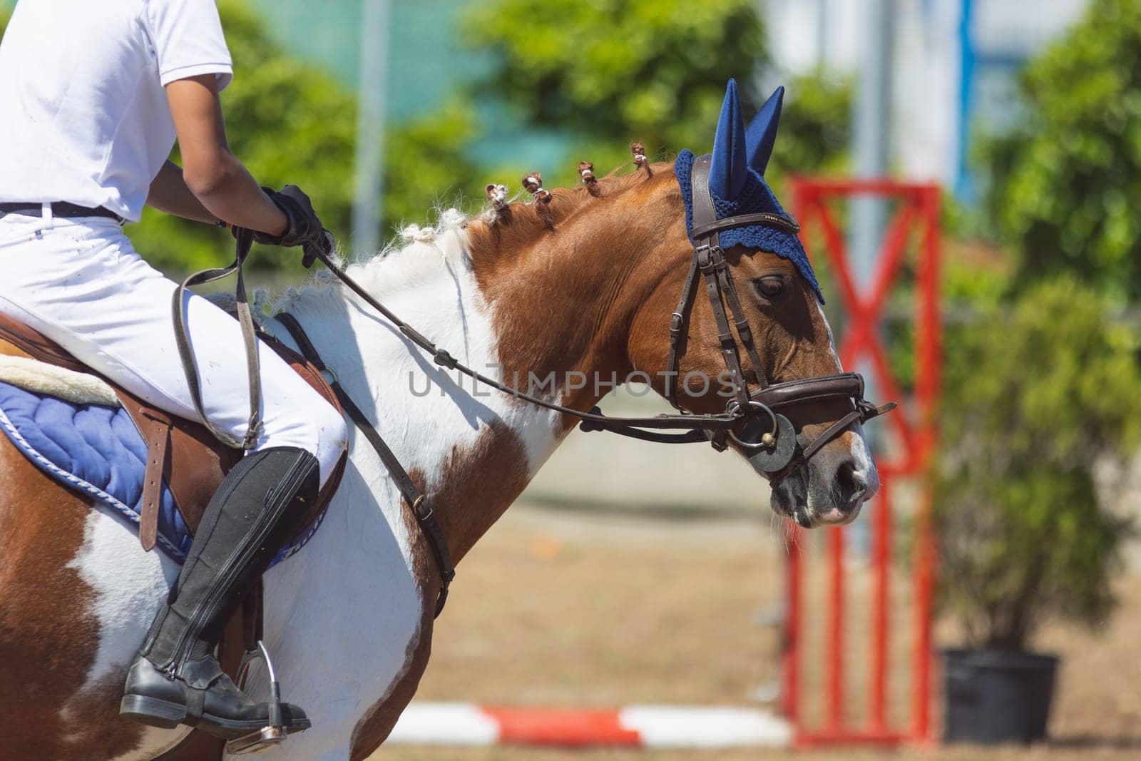Equestrian sport - brown and white horse in a knitted hat with a rider on horseback. Mid shot