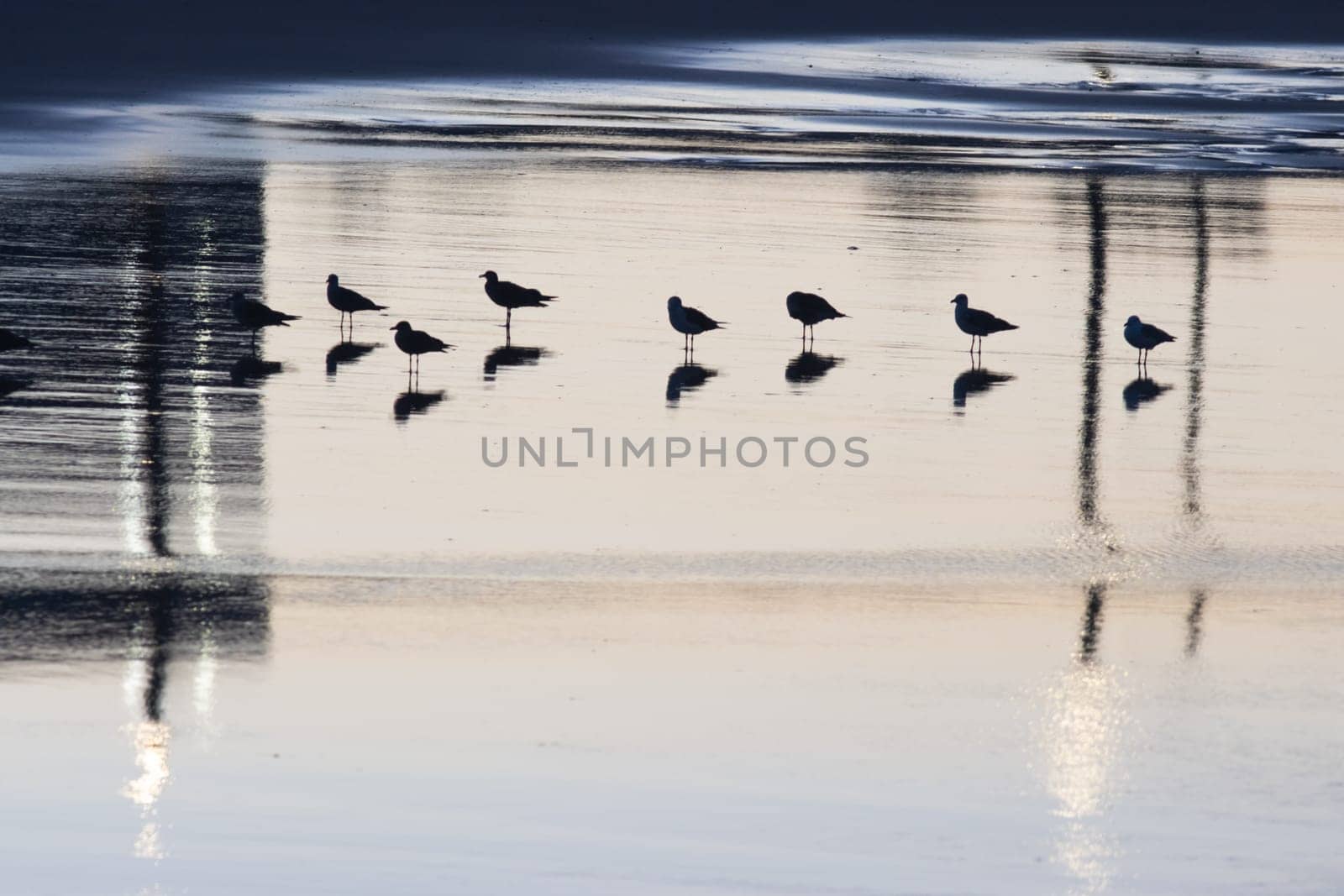 Seagulls on the beach - silhouette of bird near ocean, water like mirror