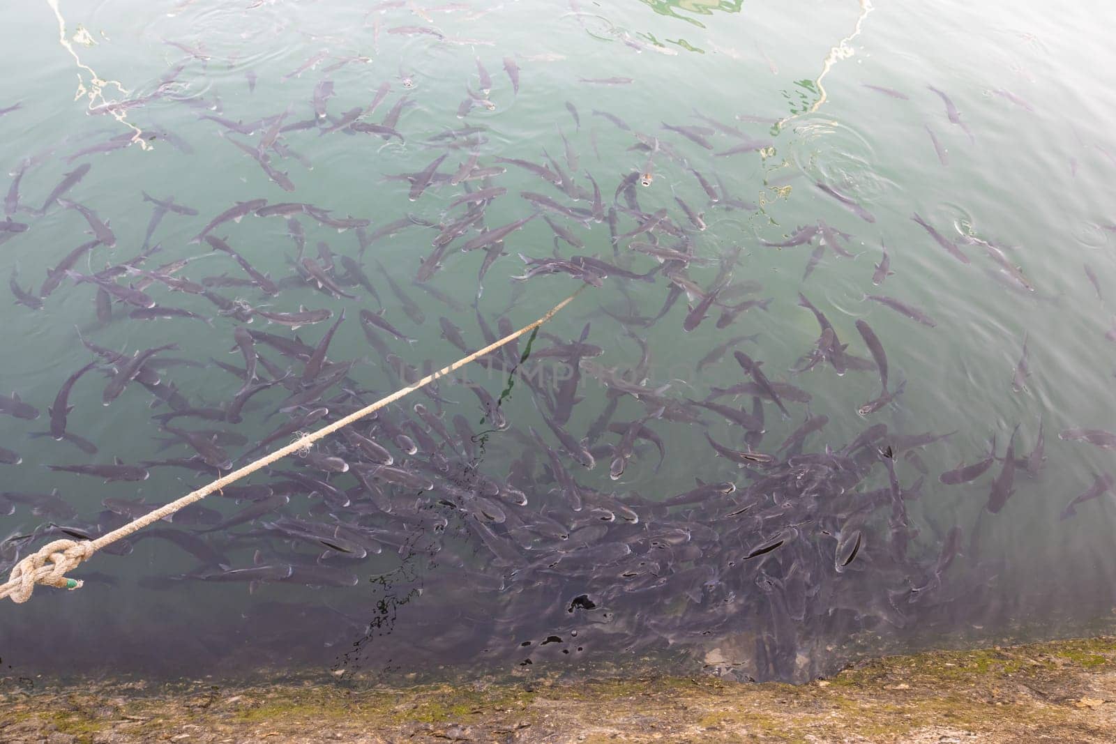 Big flock of fish have breakfast on surface of the sea, coast of Lisbon