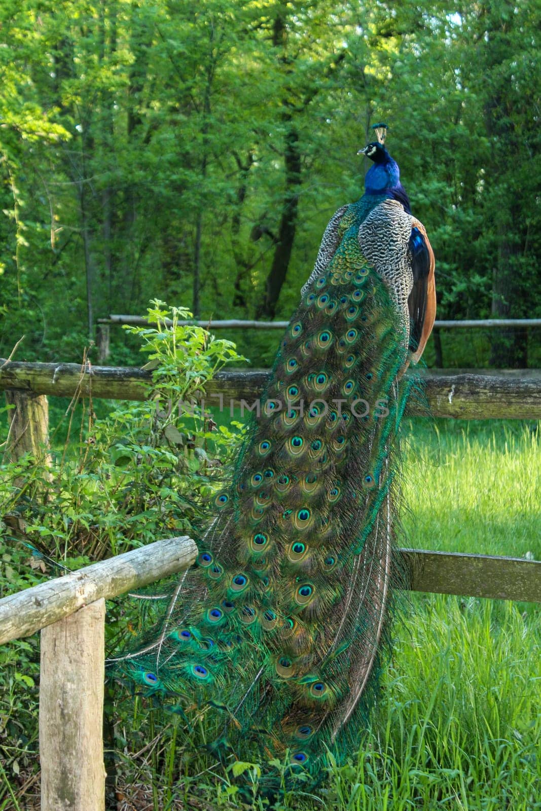 A beautiful peacock sitting on a fence on the peacock island in Berlin, Germany