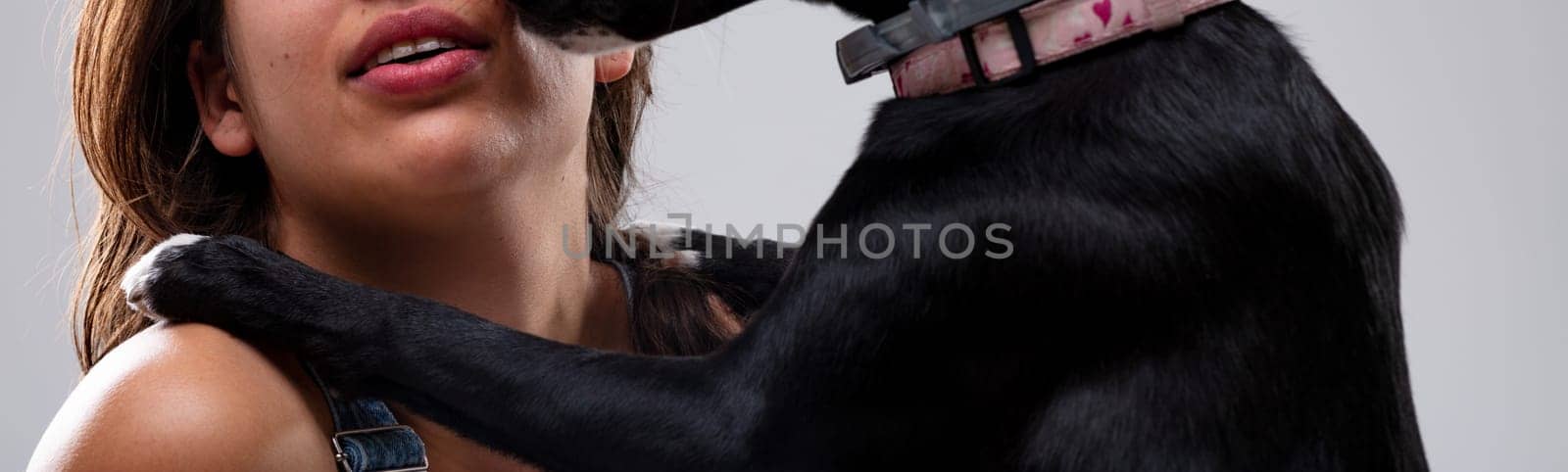 Cropped closeup panorama view of a loving dog licking the face of a young woman in greeting in a studio