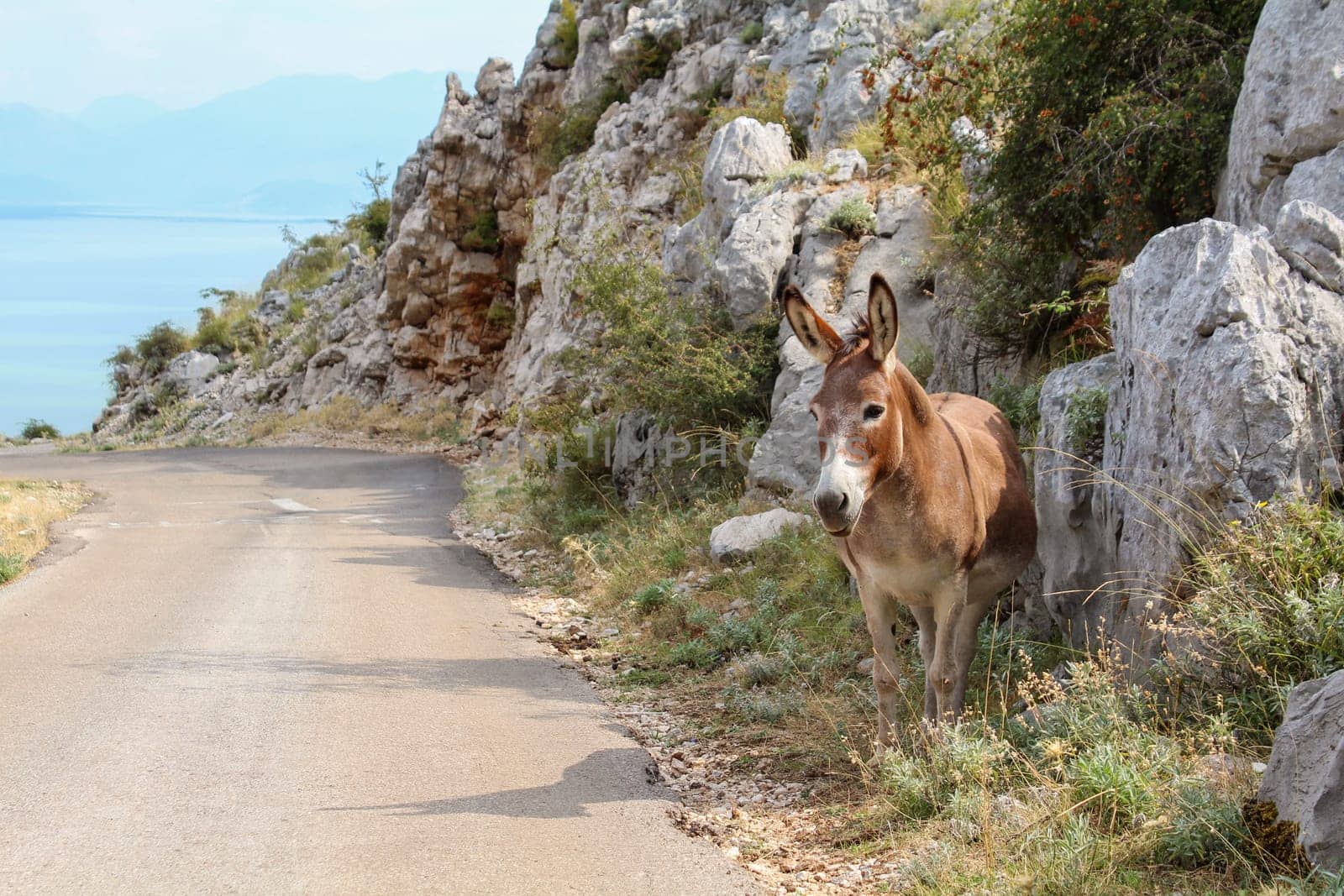 A donkey alone in the landscape of Lake Skadar in Montenegro