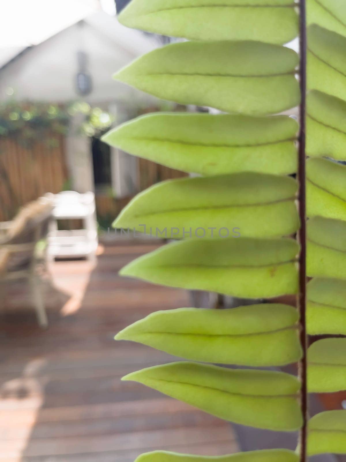 Green fern leaf with decorated in the garden, stock photo