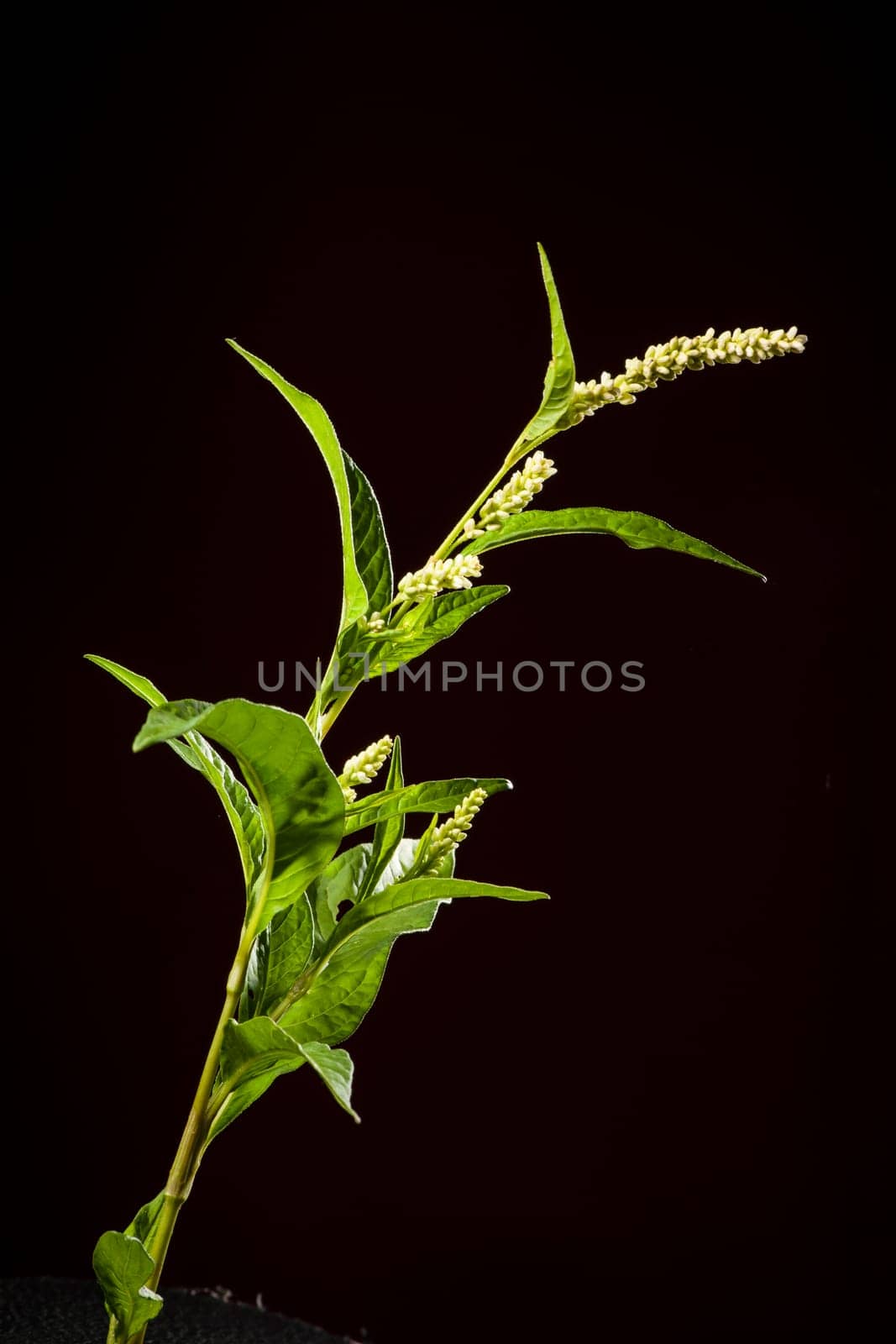 Stem with chicks and leaves of a sorrel knotweed (Persicaria lapathifolia) isolated on a black background