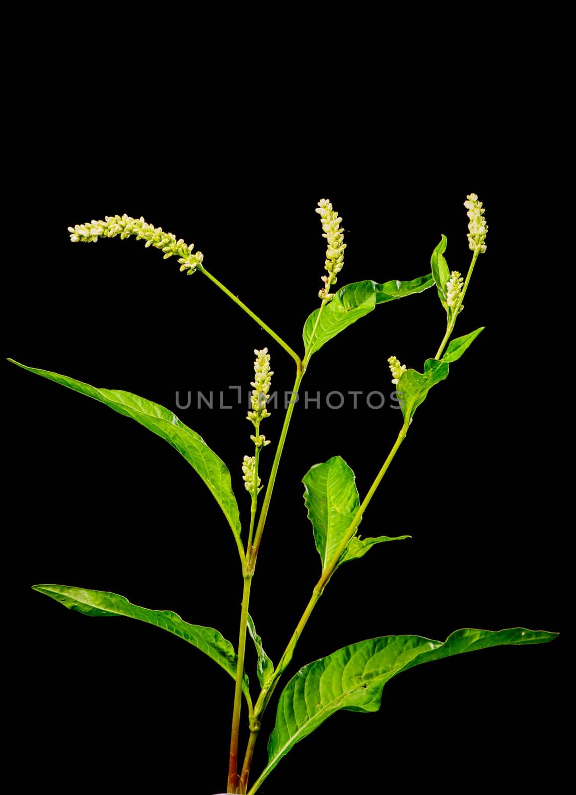 Stem with chicks and leaves of a sorrel knotweed (Persicaria lapathifolia) isolated on a black background.
