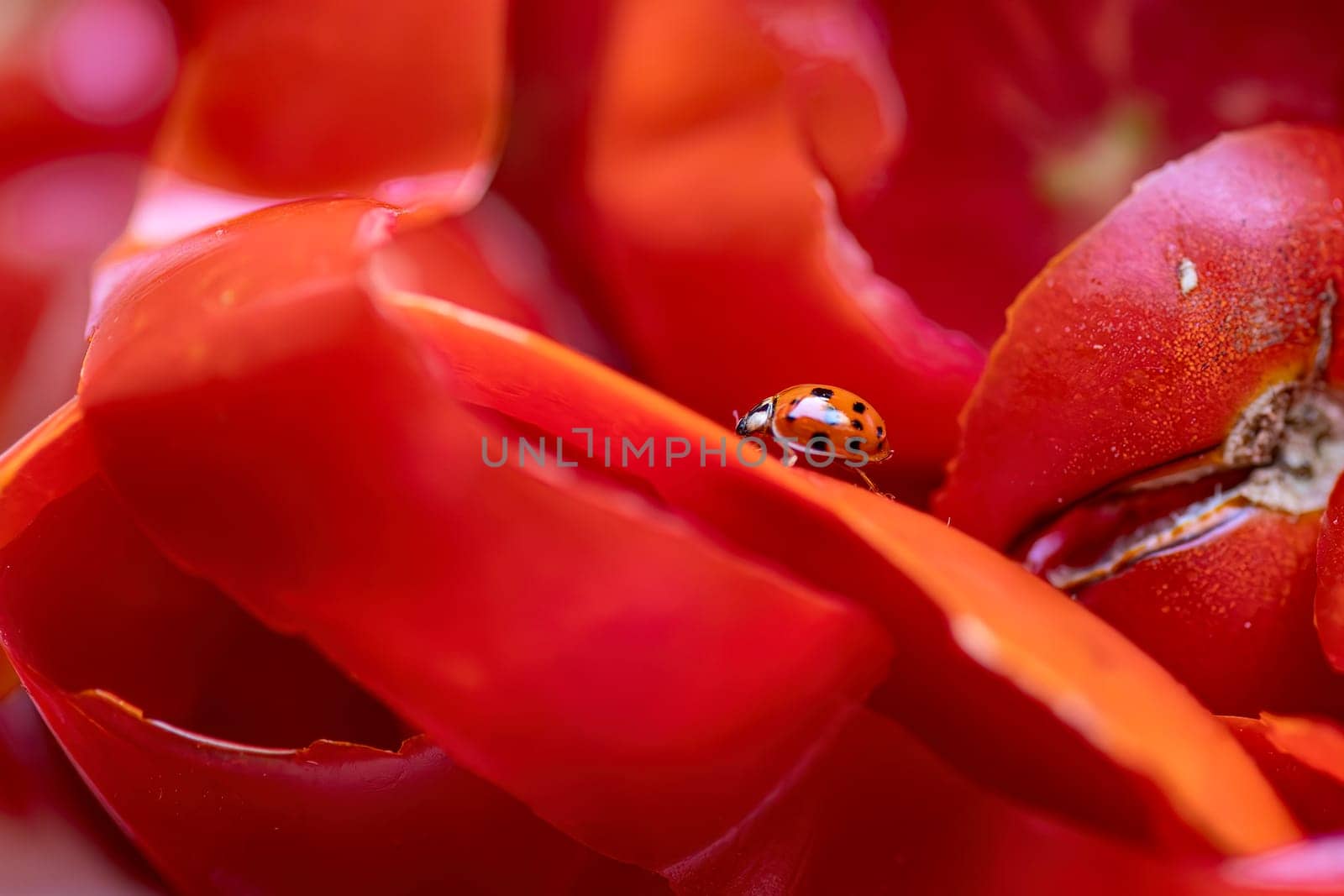 Close-up of a ladybug on tomato peels, highlighting intricate details and vibrant colors.