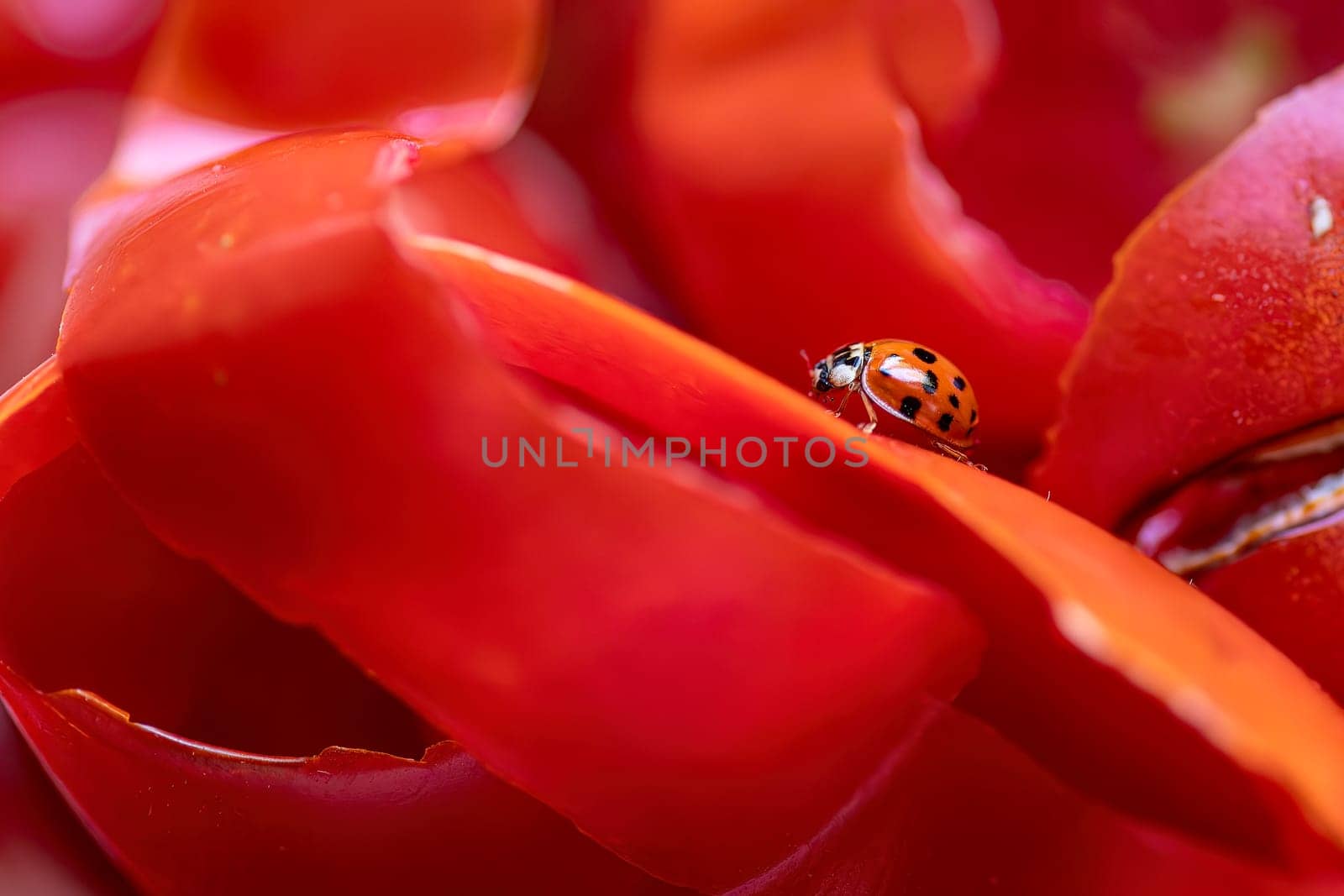 Close-up of a ladybug on tomato peels, highlighting intricate details and vibrant colors.