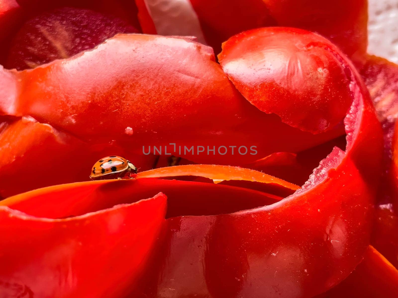 Close-up of a ladybug on tomato peels, highlighting intricate details and vibrant colors.