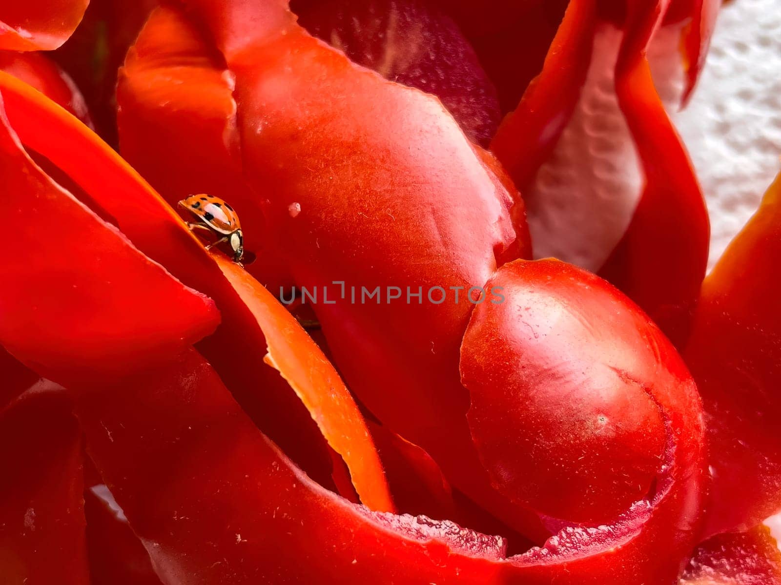 Close-up of a ladybug on tomato peels, highlighting intricate details and vibrant colors.