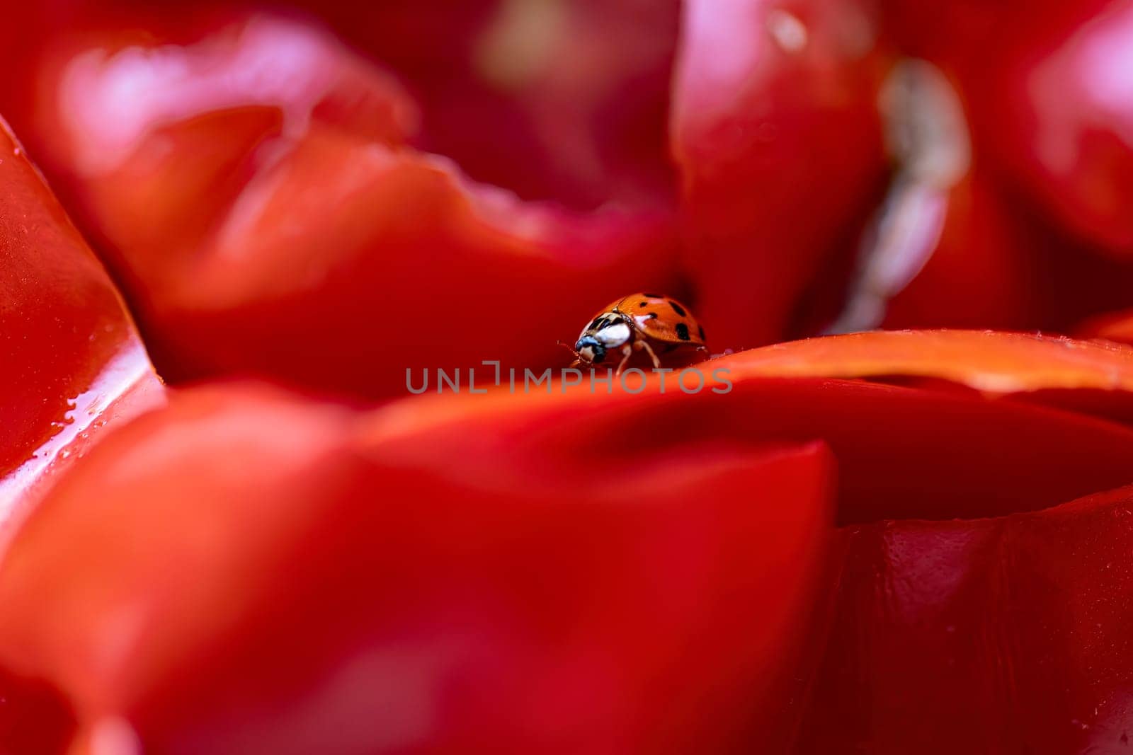 Close-up of a ladybug on tomato peels, highlighting intricate details and vibrant colors.