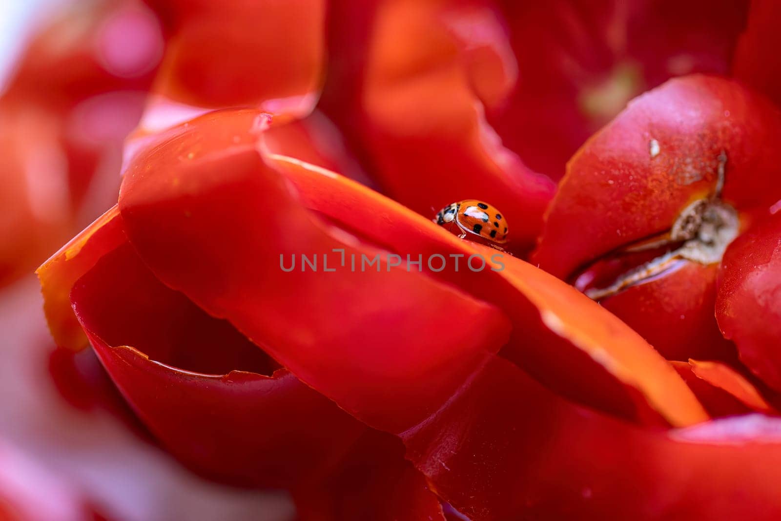 Close-up of a ladybug on tomato peels, highlighting intricate details and vibrant colors.