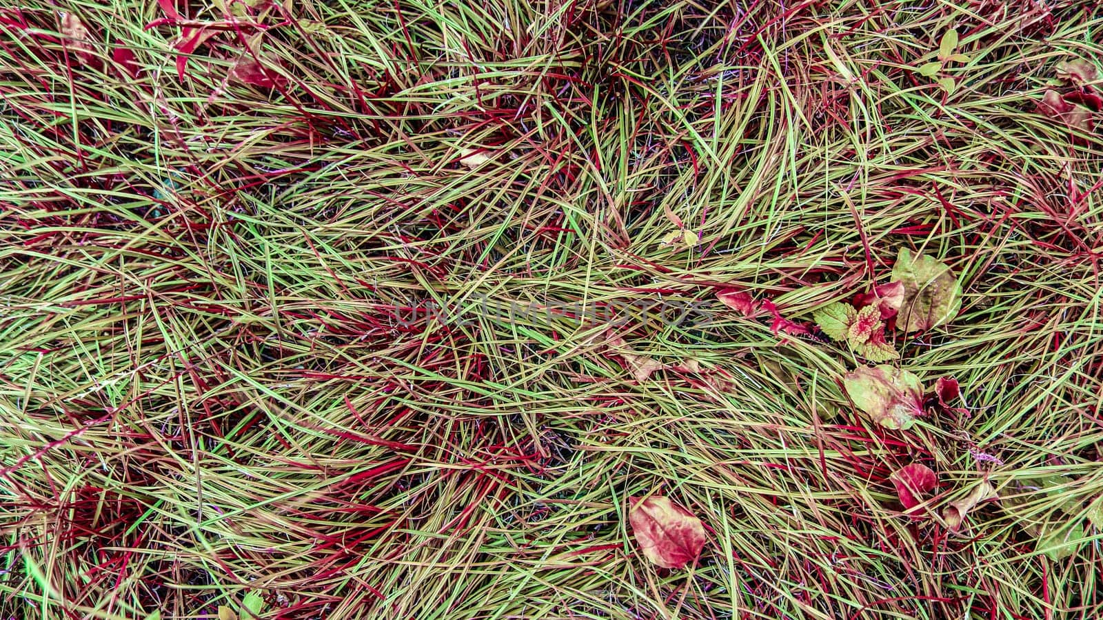 Top view on green grass with autumn yellow leaves. Colorful fall leaves on a background of grass. Autumn and lifestyle concept.