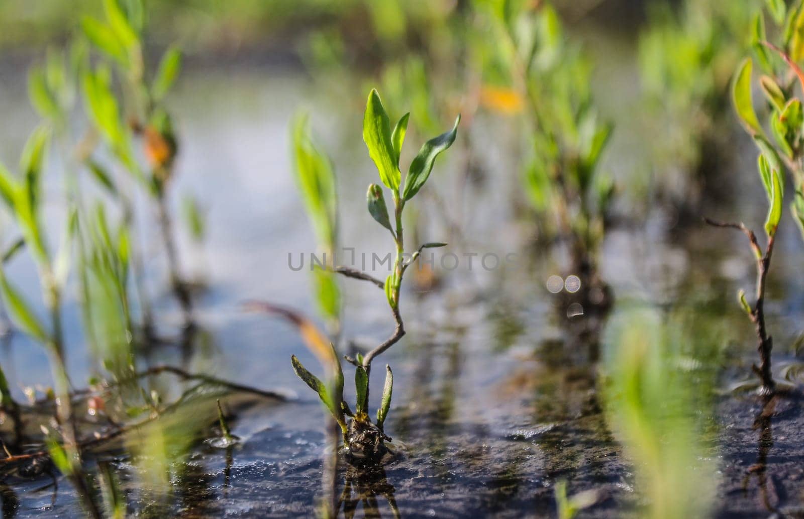Close-up of a green grass in a swamp