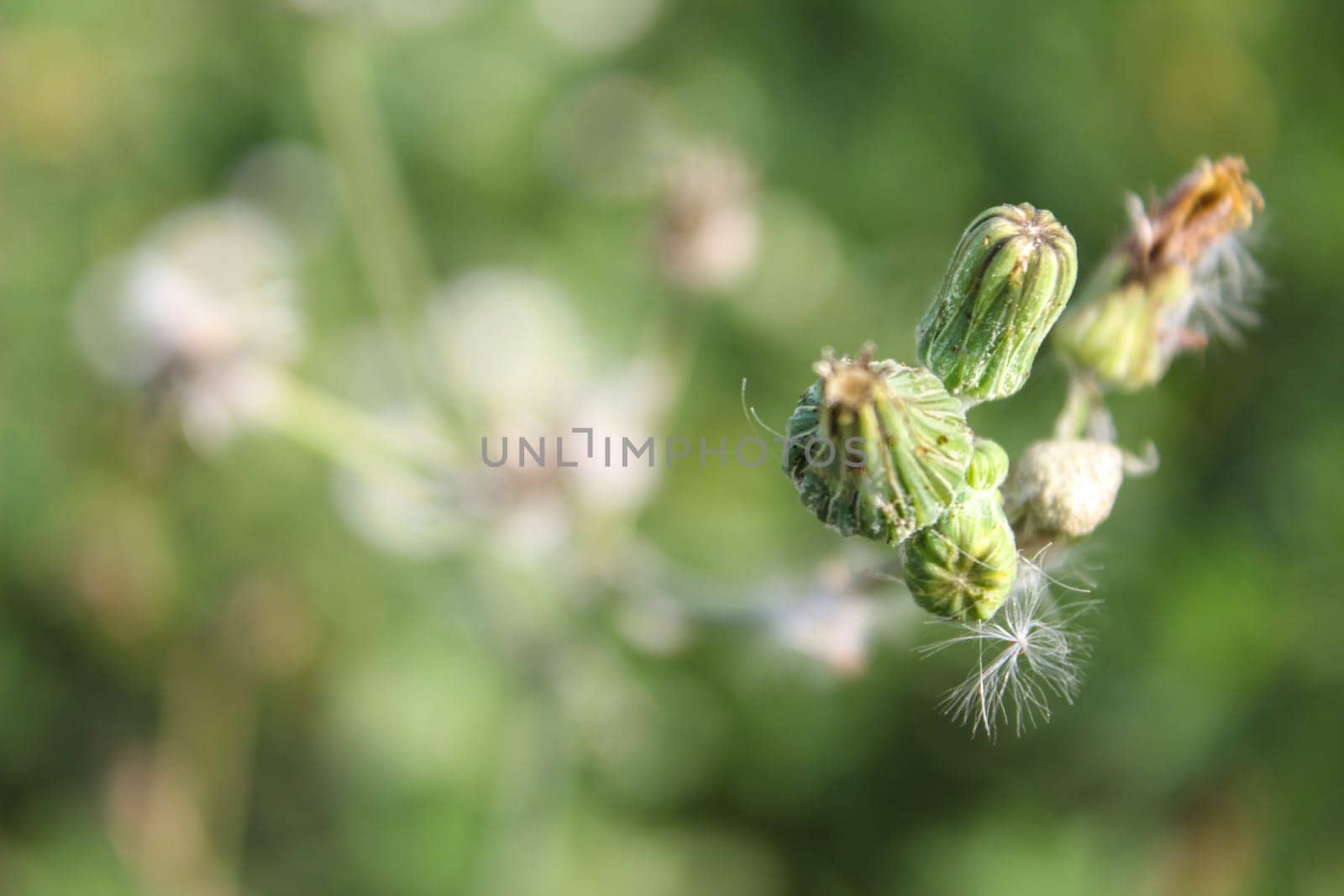 Taraxacum officinale common meadow flowering plant, dandelions faded white seeds, single wild flower