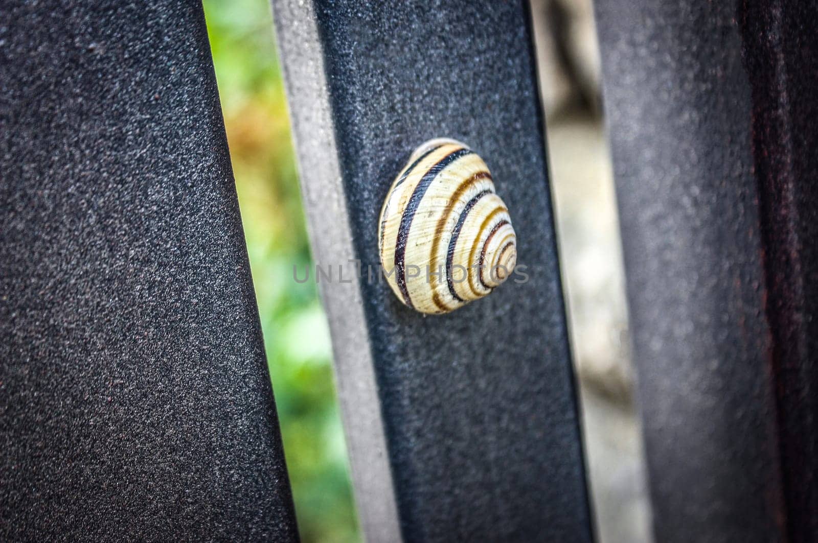 Background grape snail against a background of graphite-gray square tubes