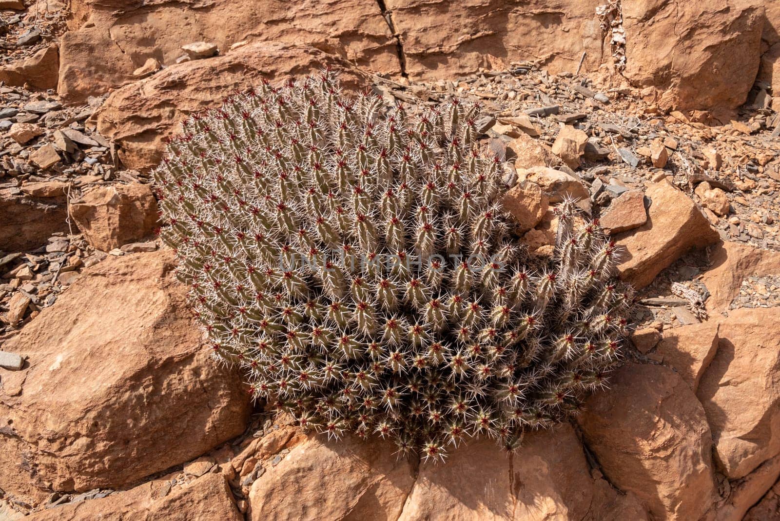 An old big Euphorbia plant in the Moroccan Anti-Atlas near Amtoudi