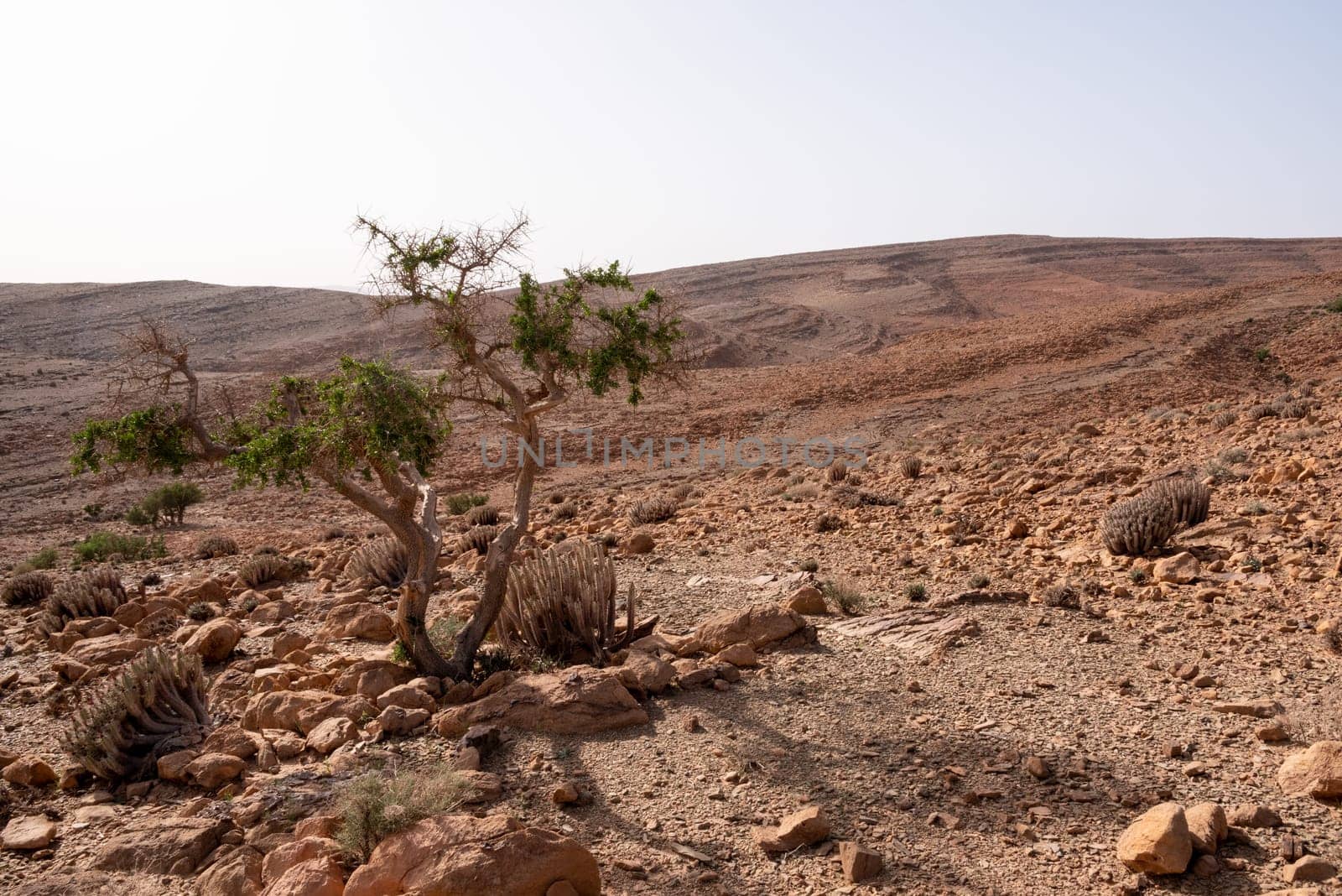 A tree surviving drought in the stone desert of the Anti-Atlas mountains, near Amtoudi in Morocco