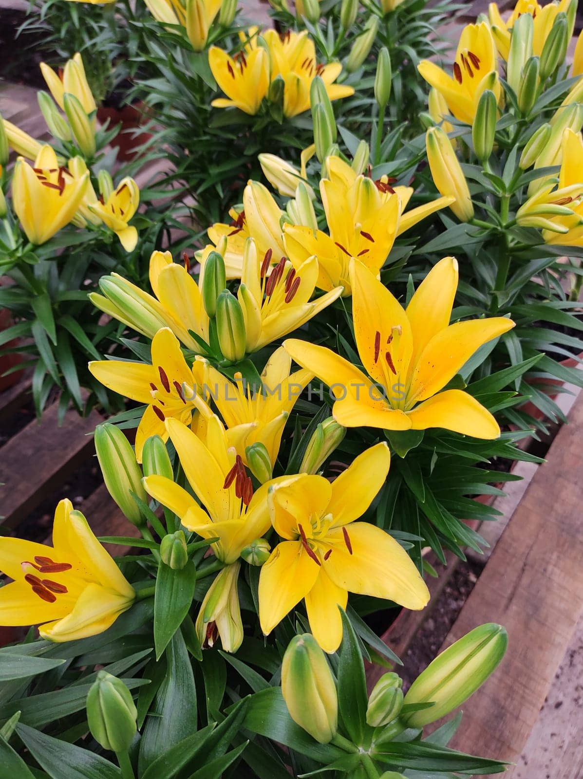 Closeup of flowers and leaves of yellow Asian lily Lilium Hybrid, in garden bed.