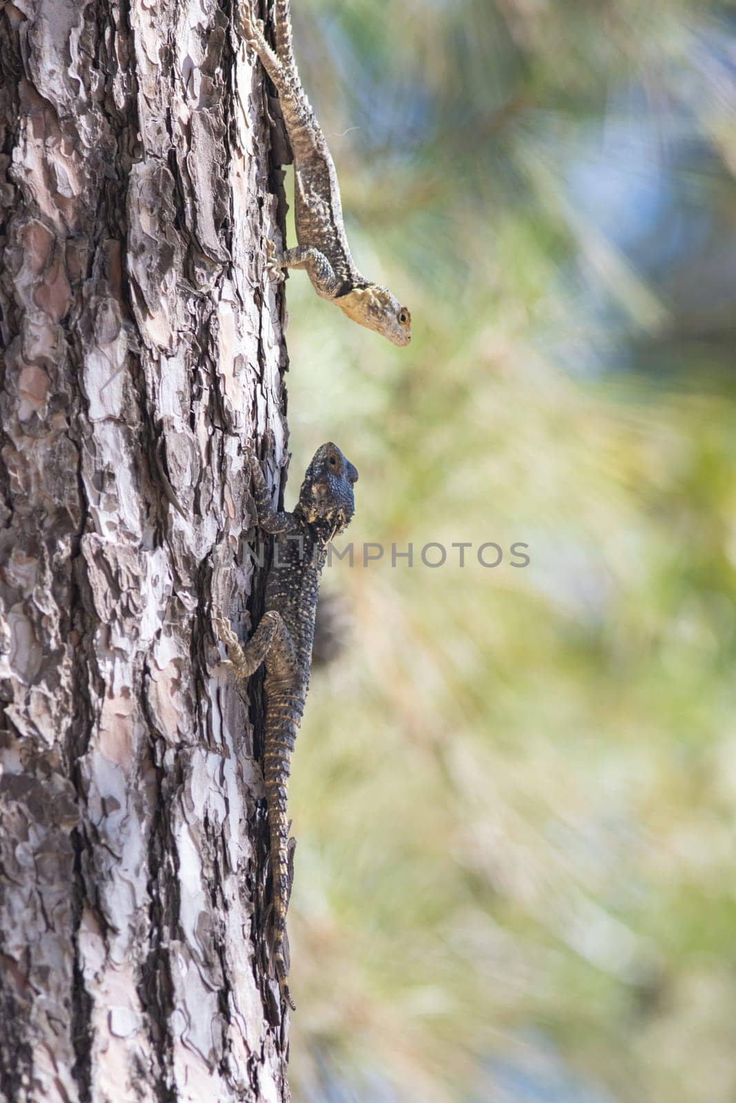 Two lizards face to face on the pine tree - agama lizard sits in Turkey - Stellagama stellio, Antalya