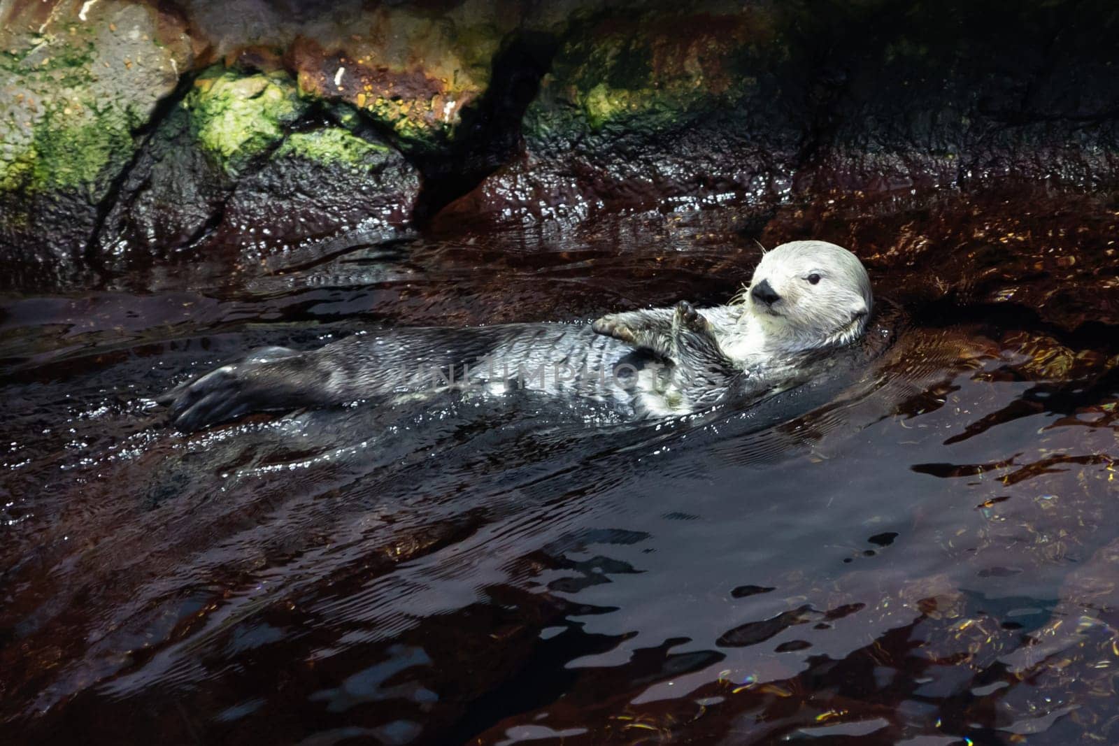 Cute white otter lies with her back on the water. Mid shot