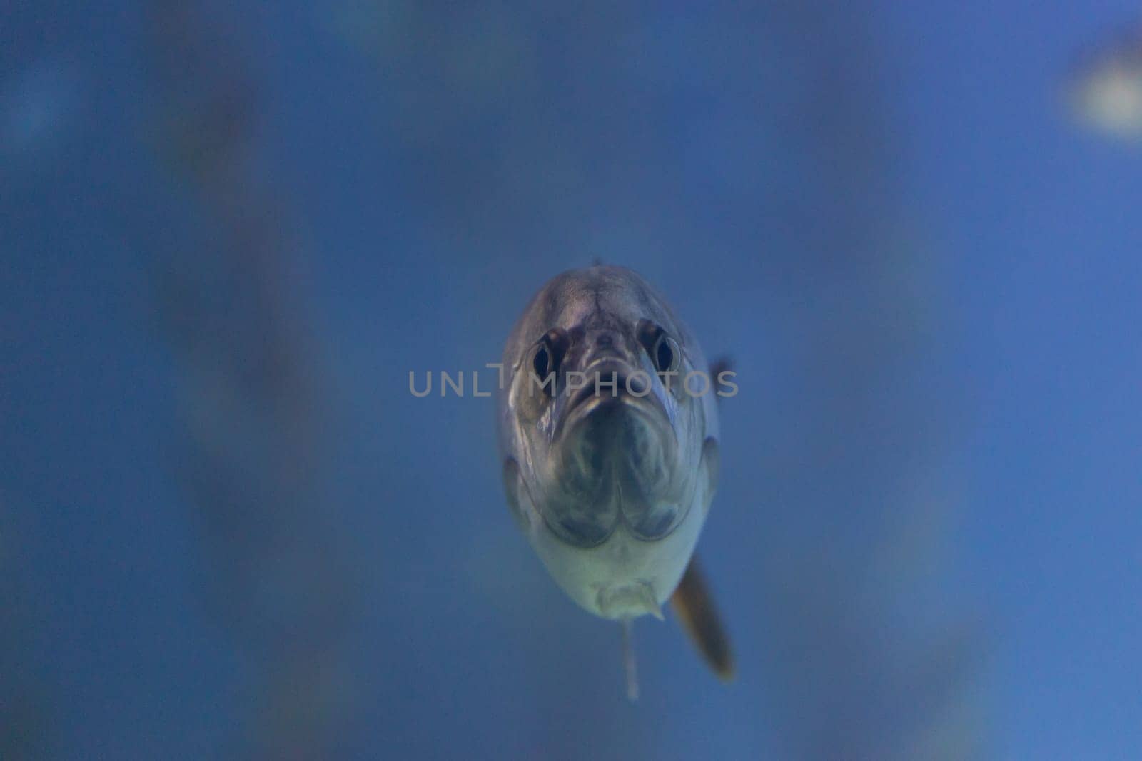 A small fish with a silly face in the full face. Mid shot