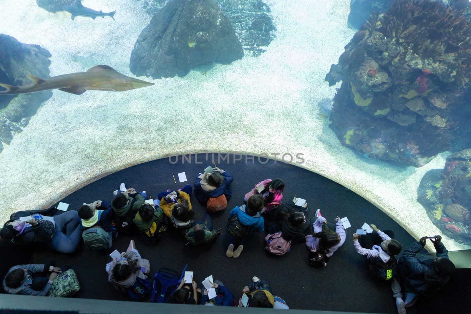 PORTUGAL, LISBON 12 December 2022: children sit in front of aquarium glass in oceanarium. Mid shot